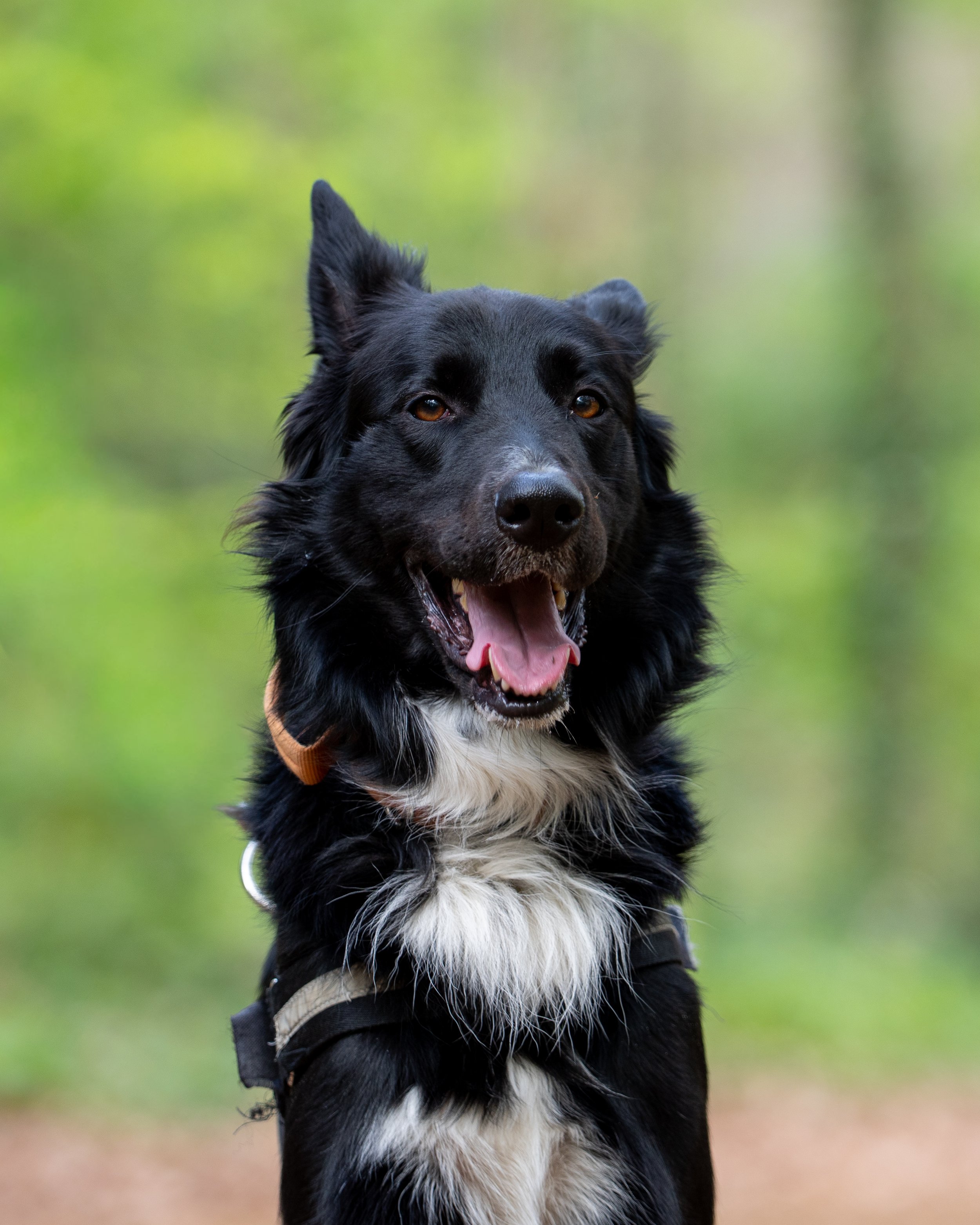 Pet Photography