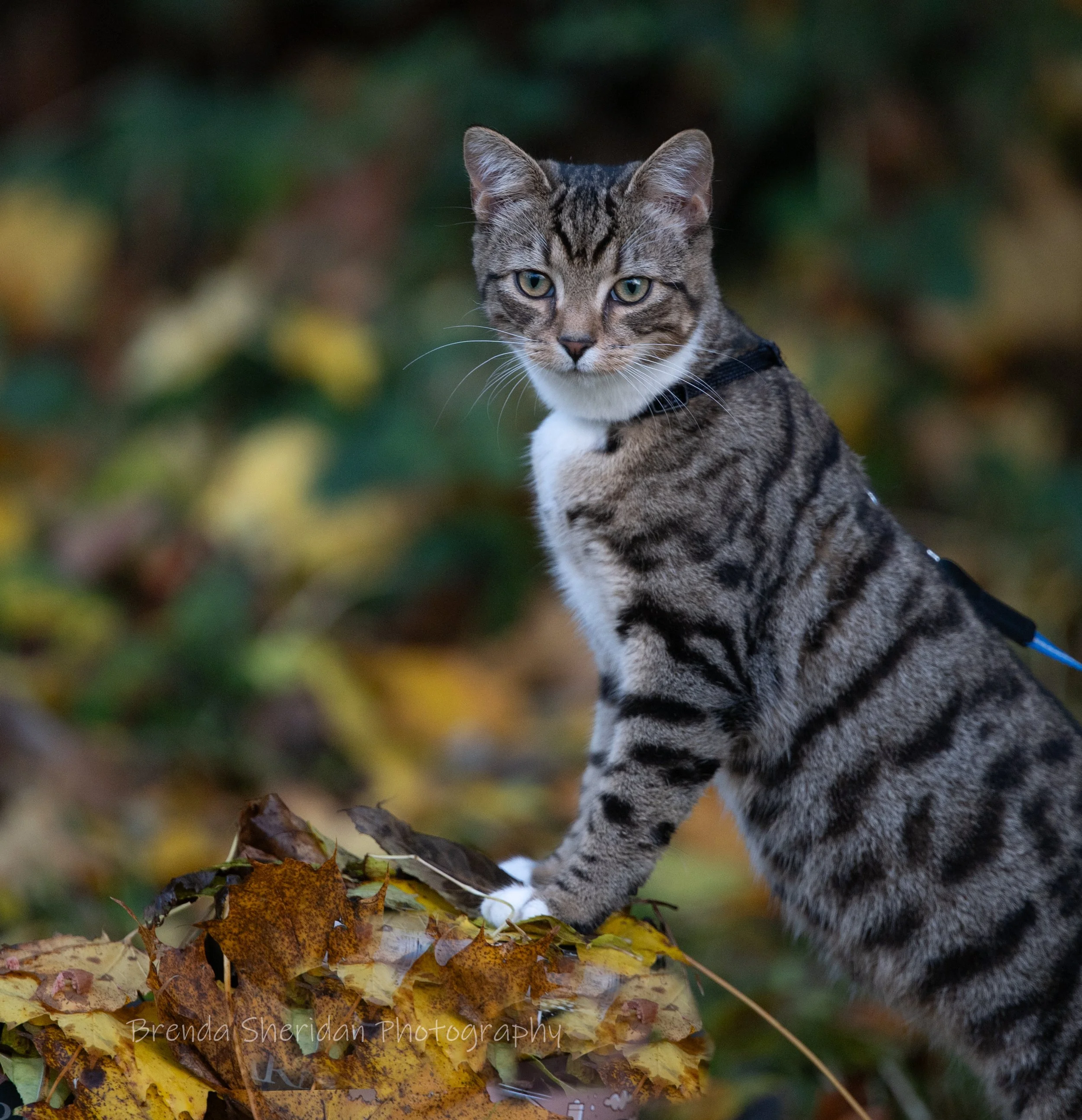Cat Training Session