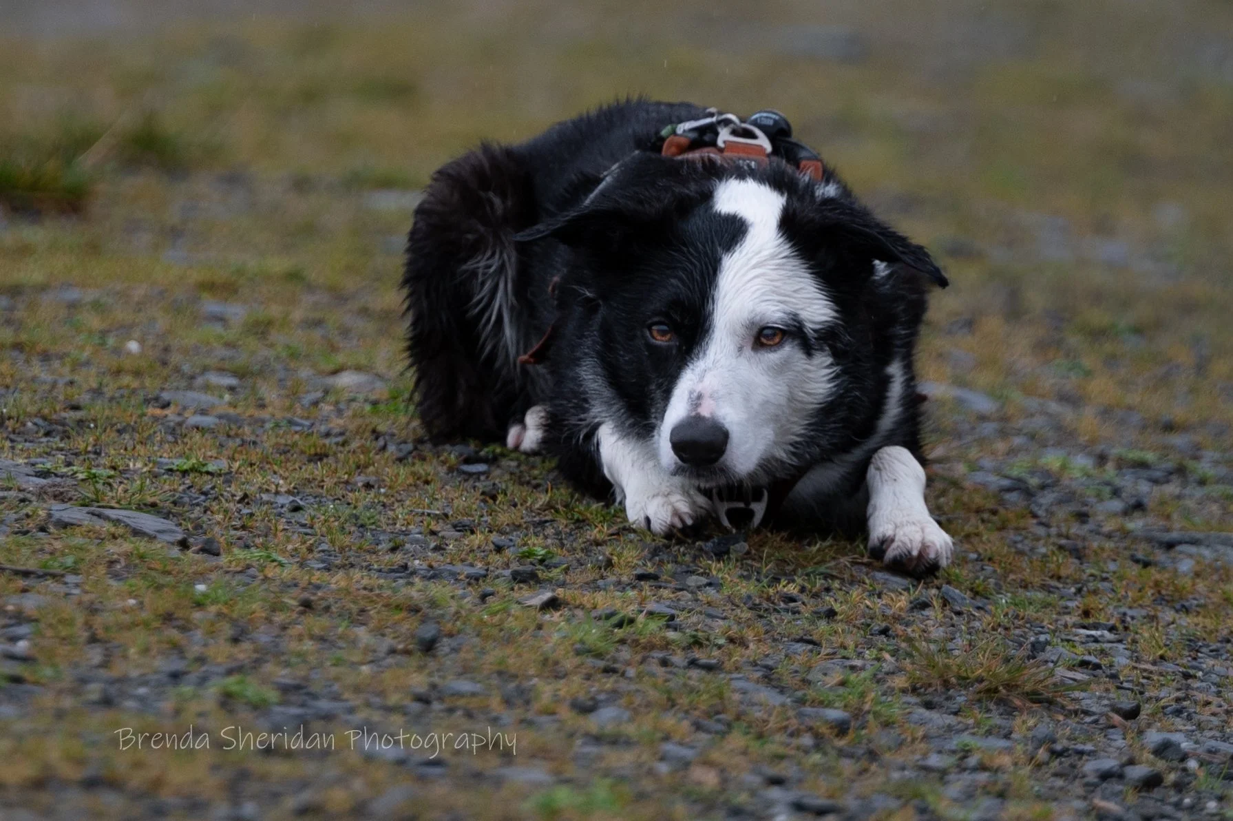 Dog Training Session