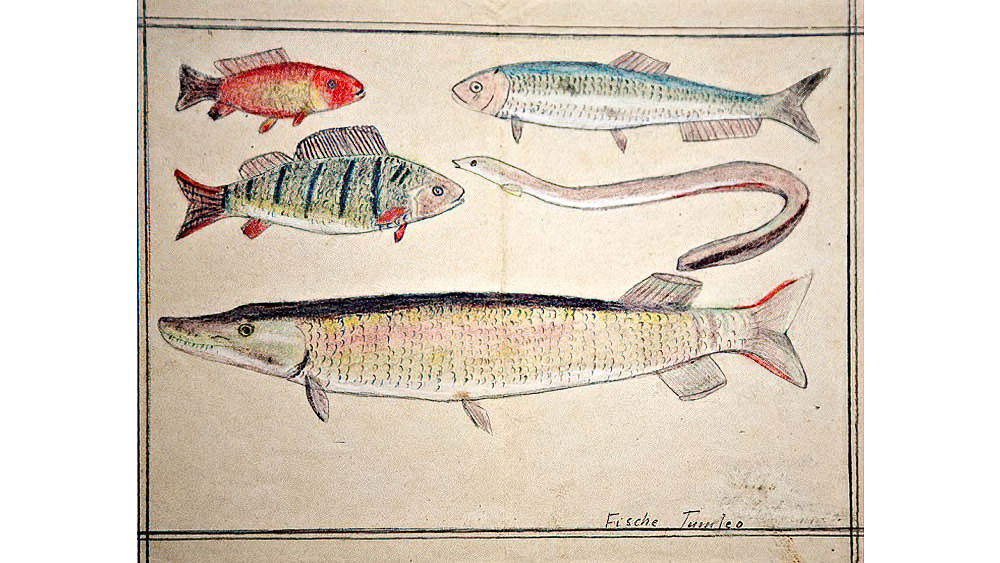 travels_karlin-fish.png