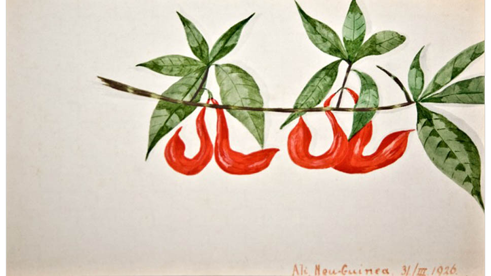 travels_karlin-peppers.png