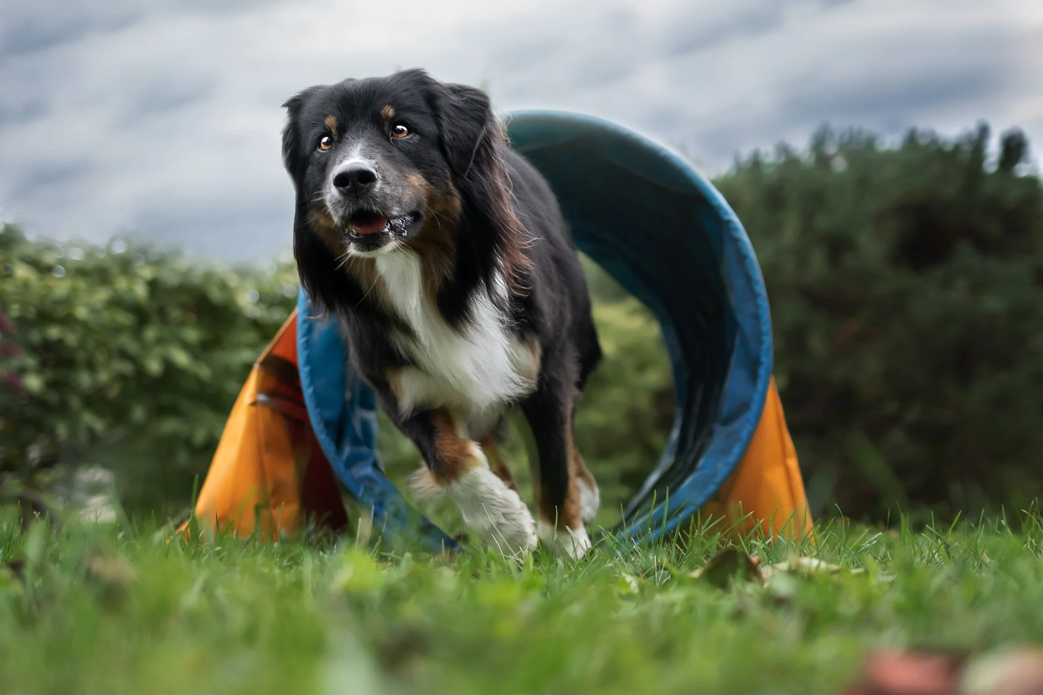 Cours collectif chien
