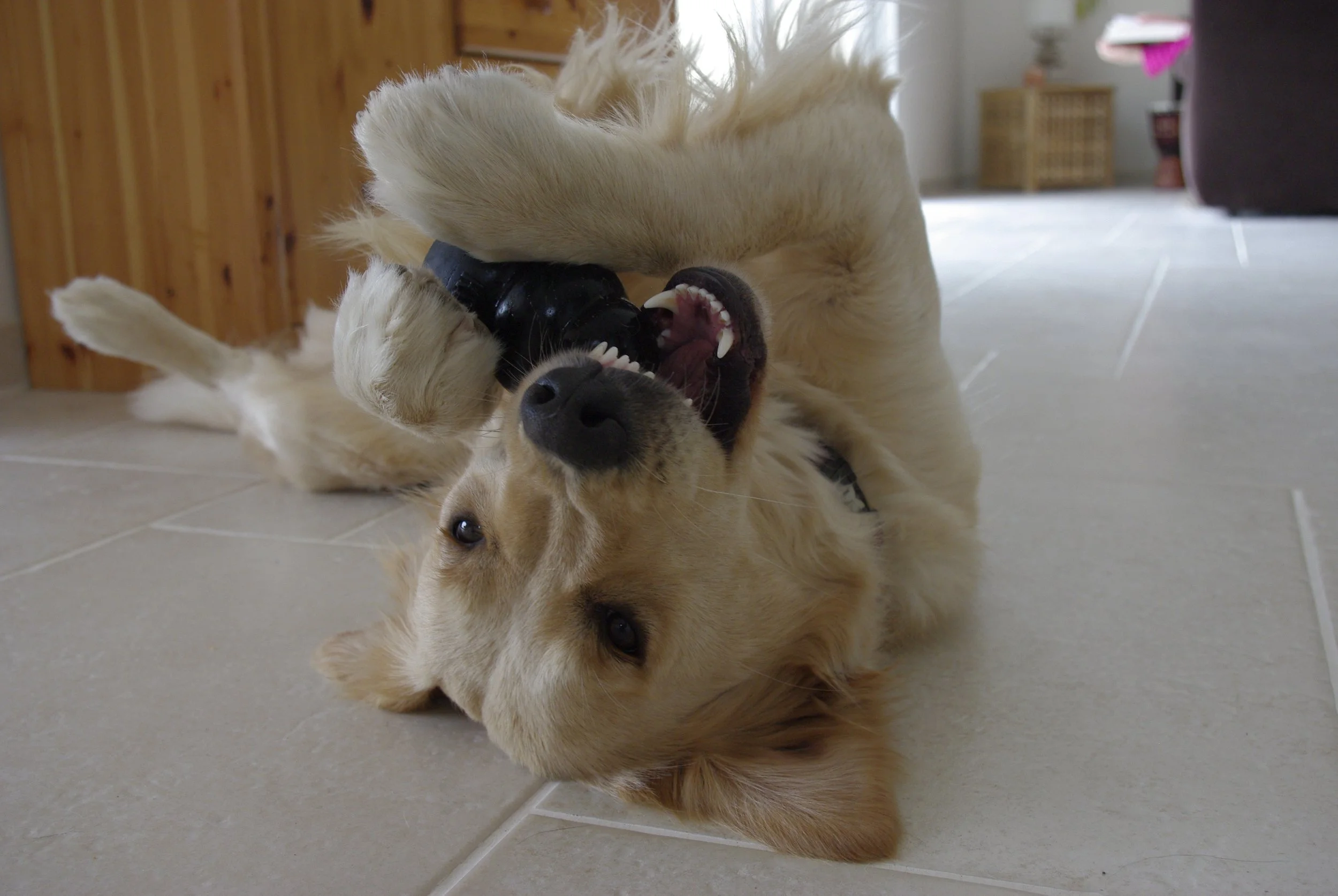 comportement chien adulte Saint Ismier