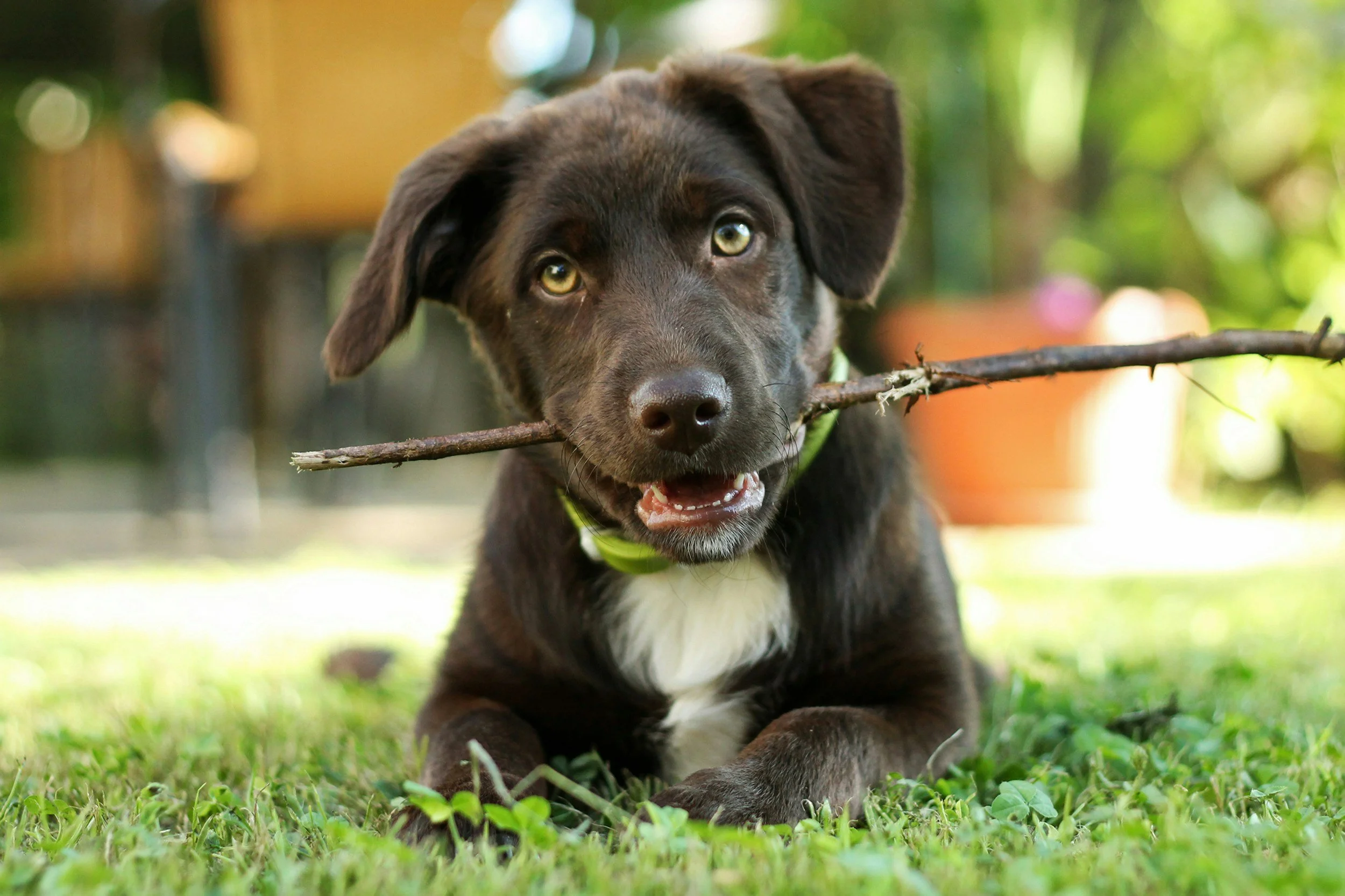 Ecole du chiot Grenoble