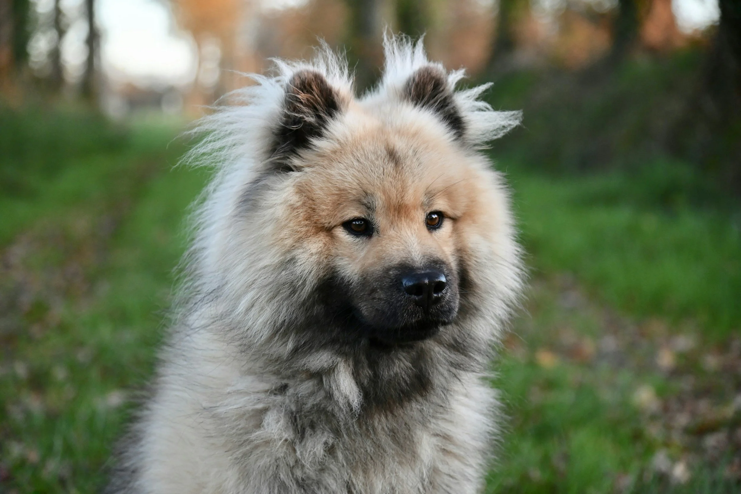 préparation arrivée chien