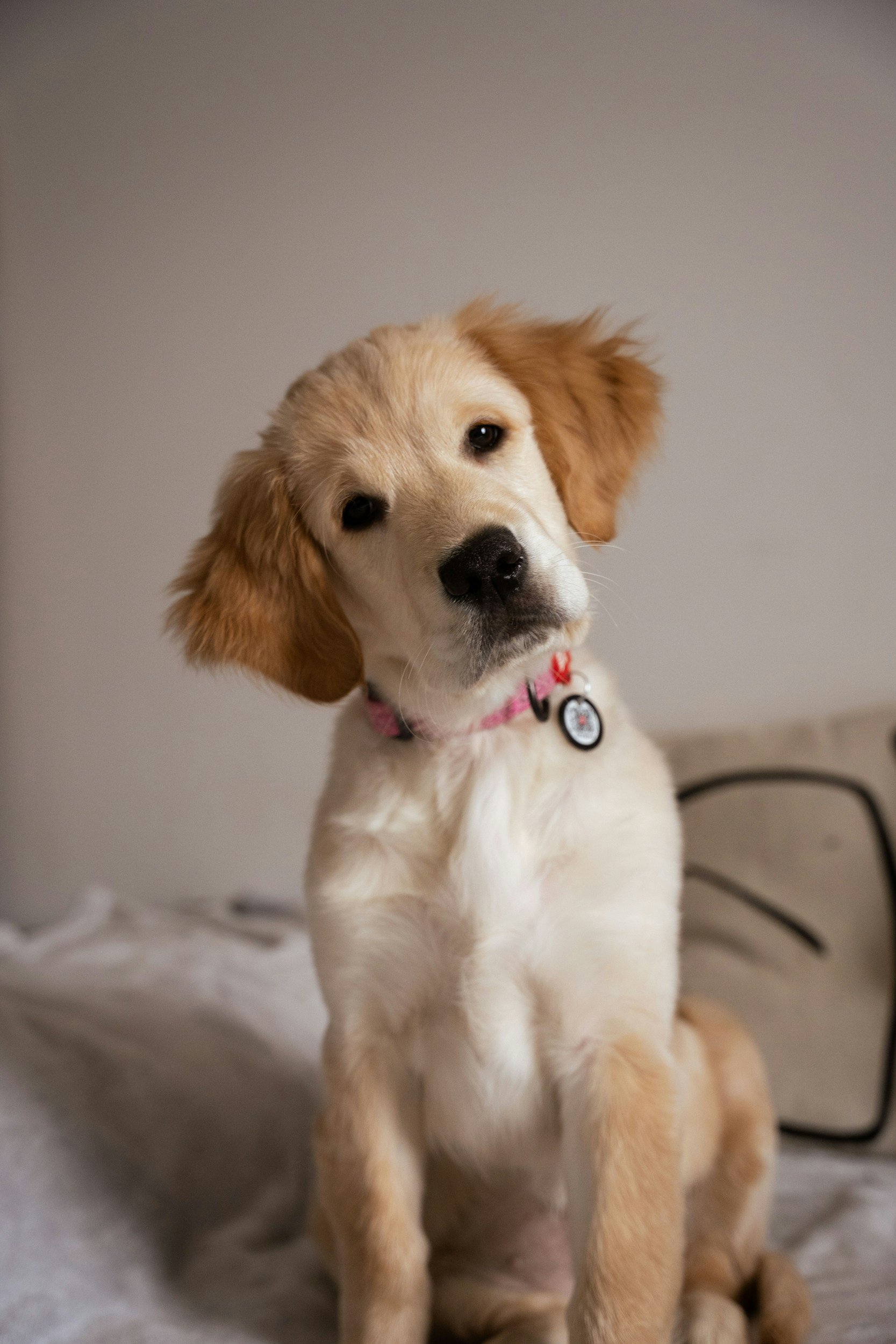 conseils adoption chien