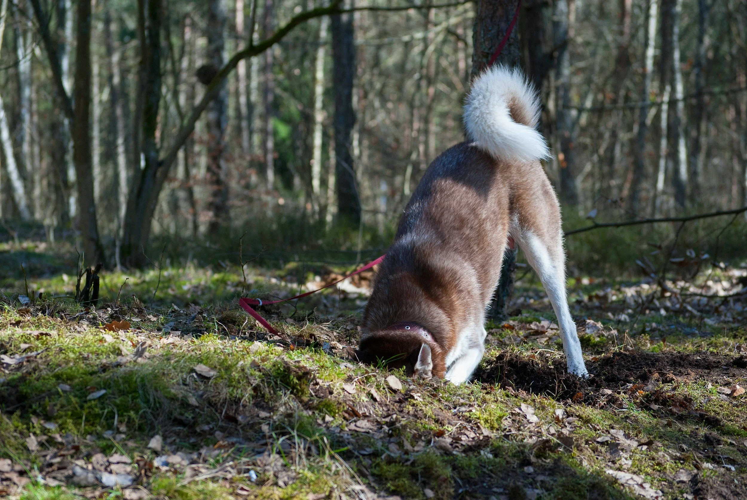 chien explorant son environnement pendant une balade éducative