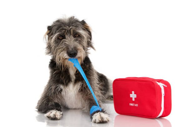 Le medical training : soigner son chien sans stress !