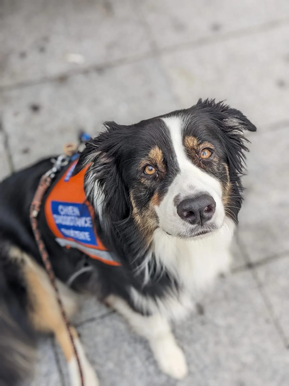 chien d’assistance accompagnement