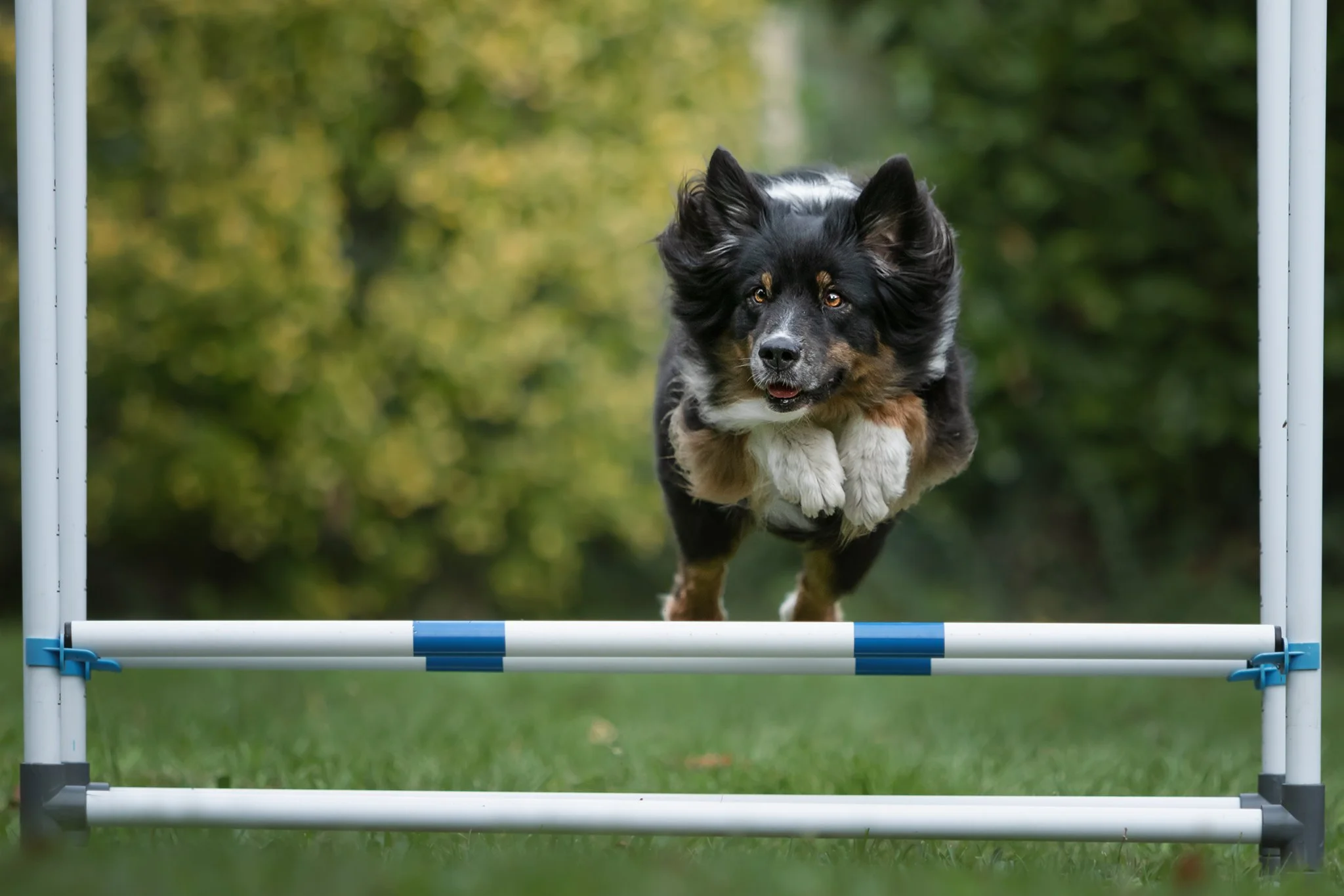 Sport canin Grenoble
