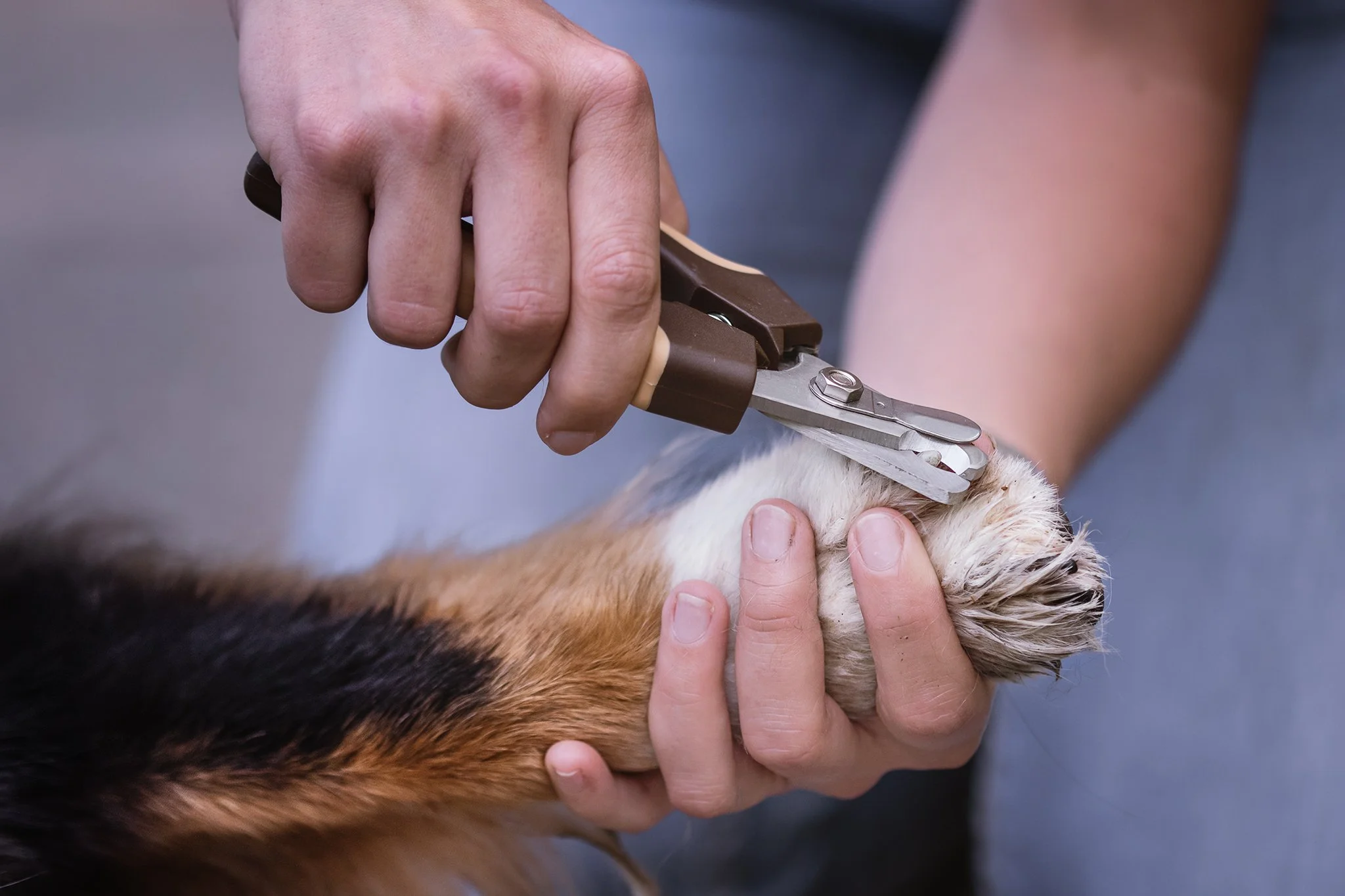 medical training pour réduire le stress du chien