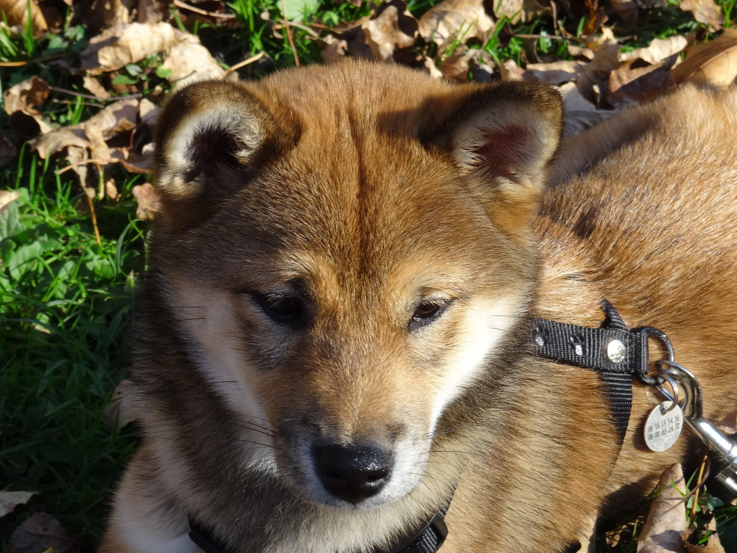 Chiot éducation cours particuliers