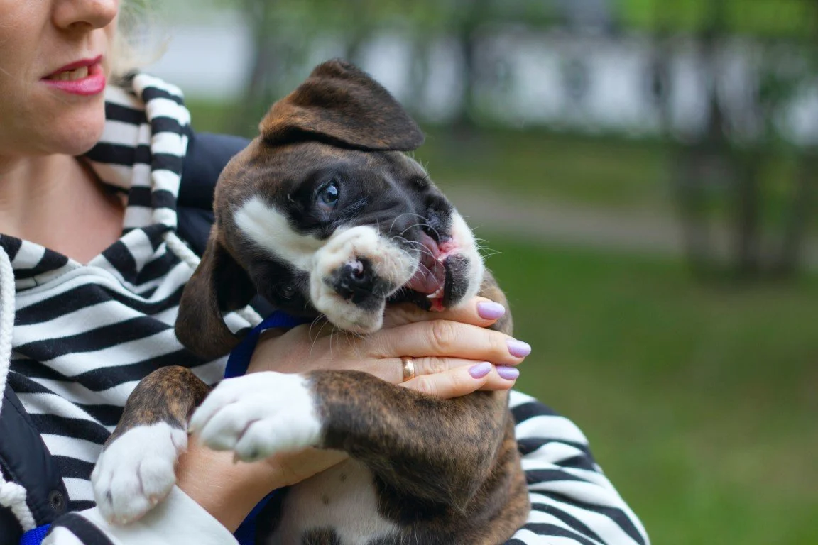 éducation mordillement chiot