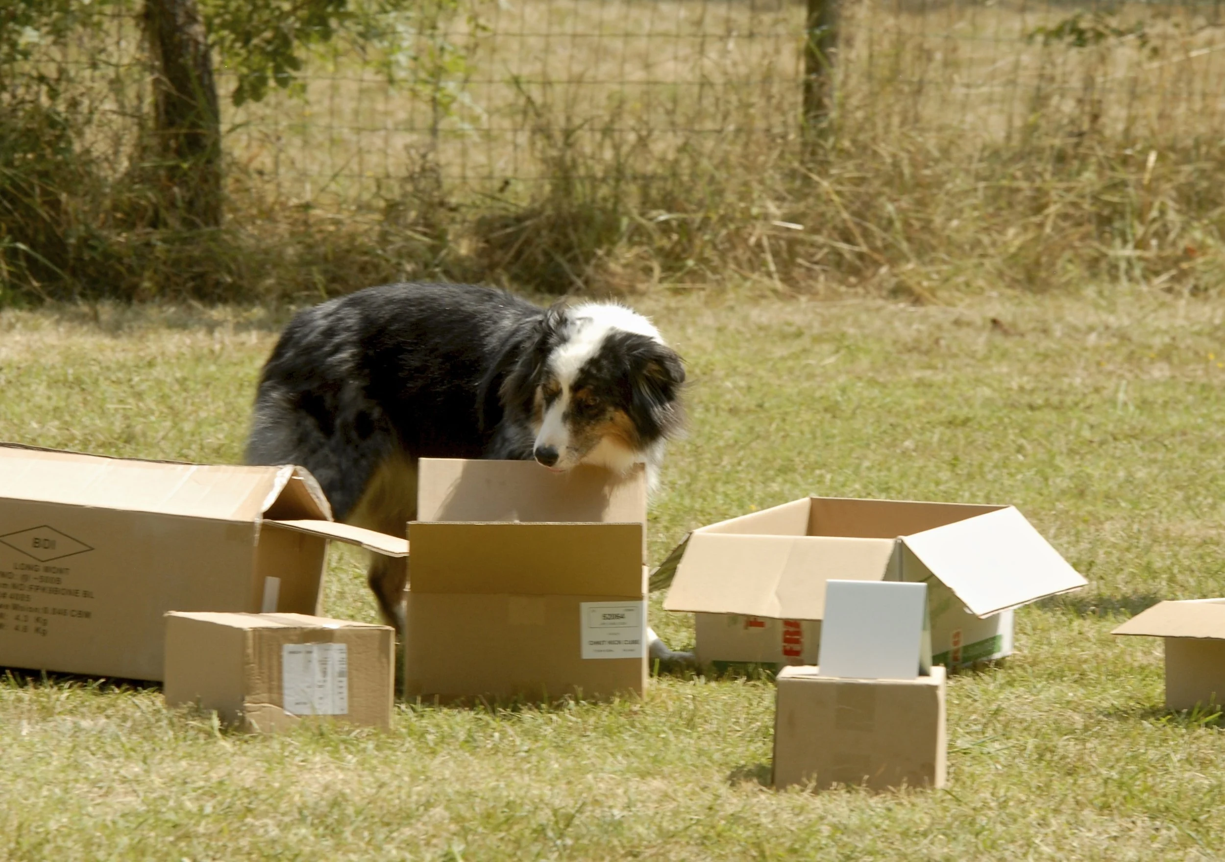 Nosework travail du flair