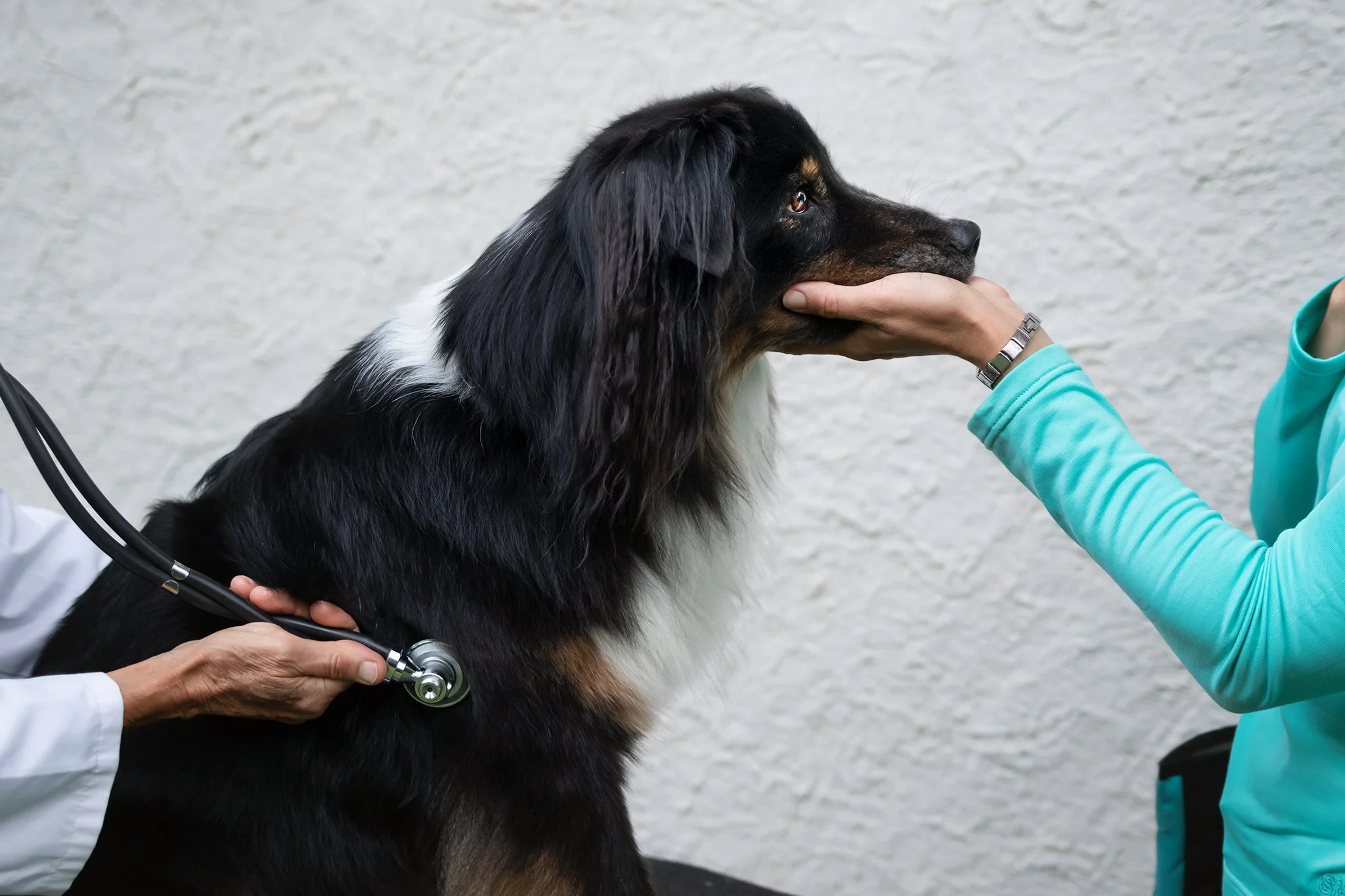 Medical training chien