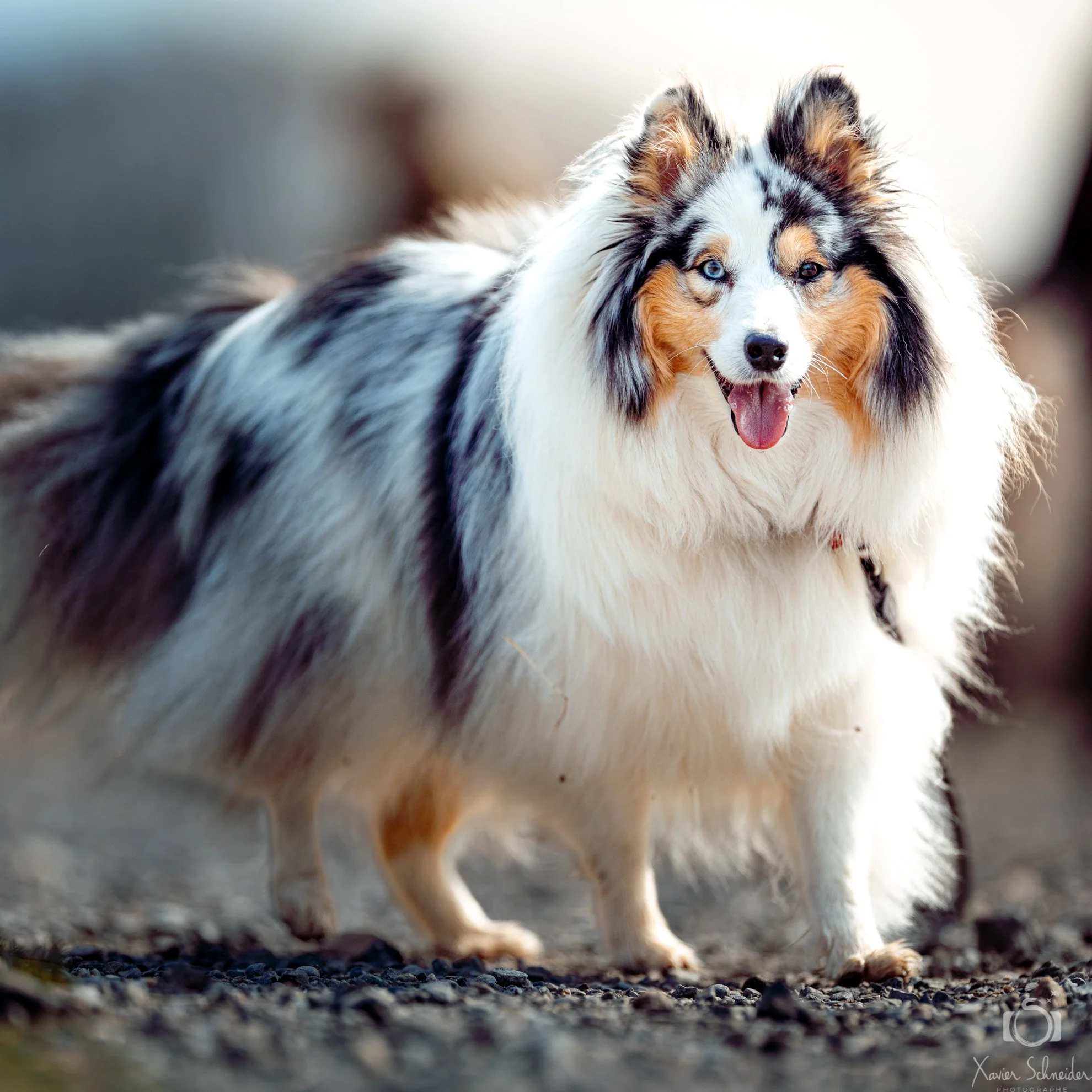 activités canines collectives