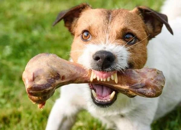 chien qui défend son os