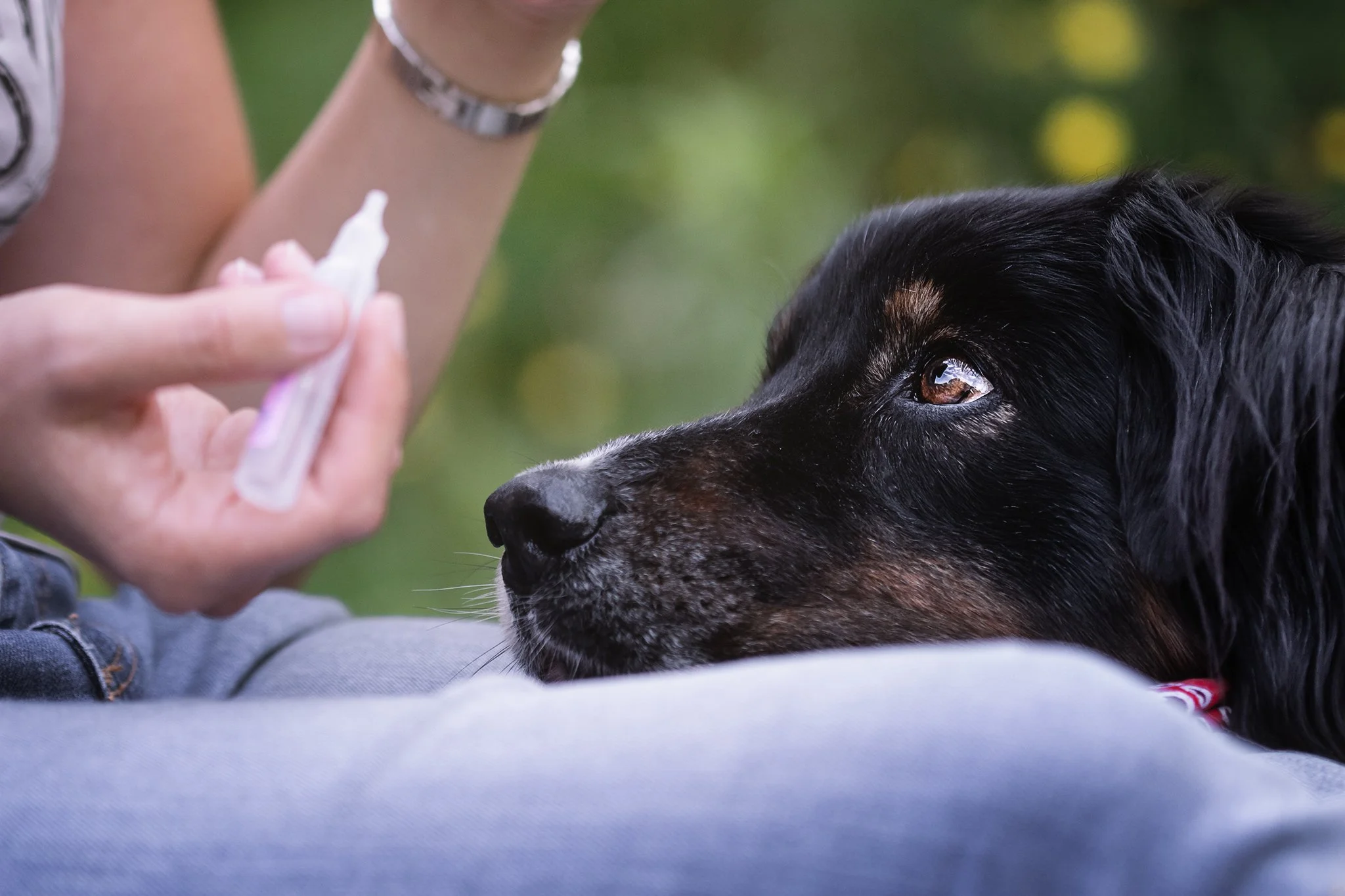 chien qui refuse les soins