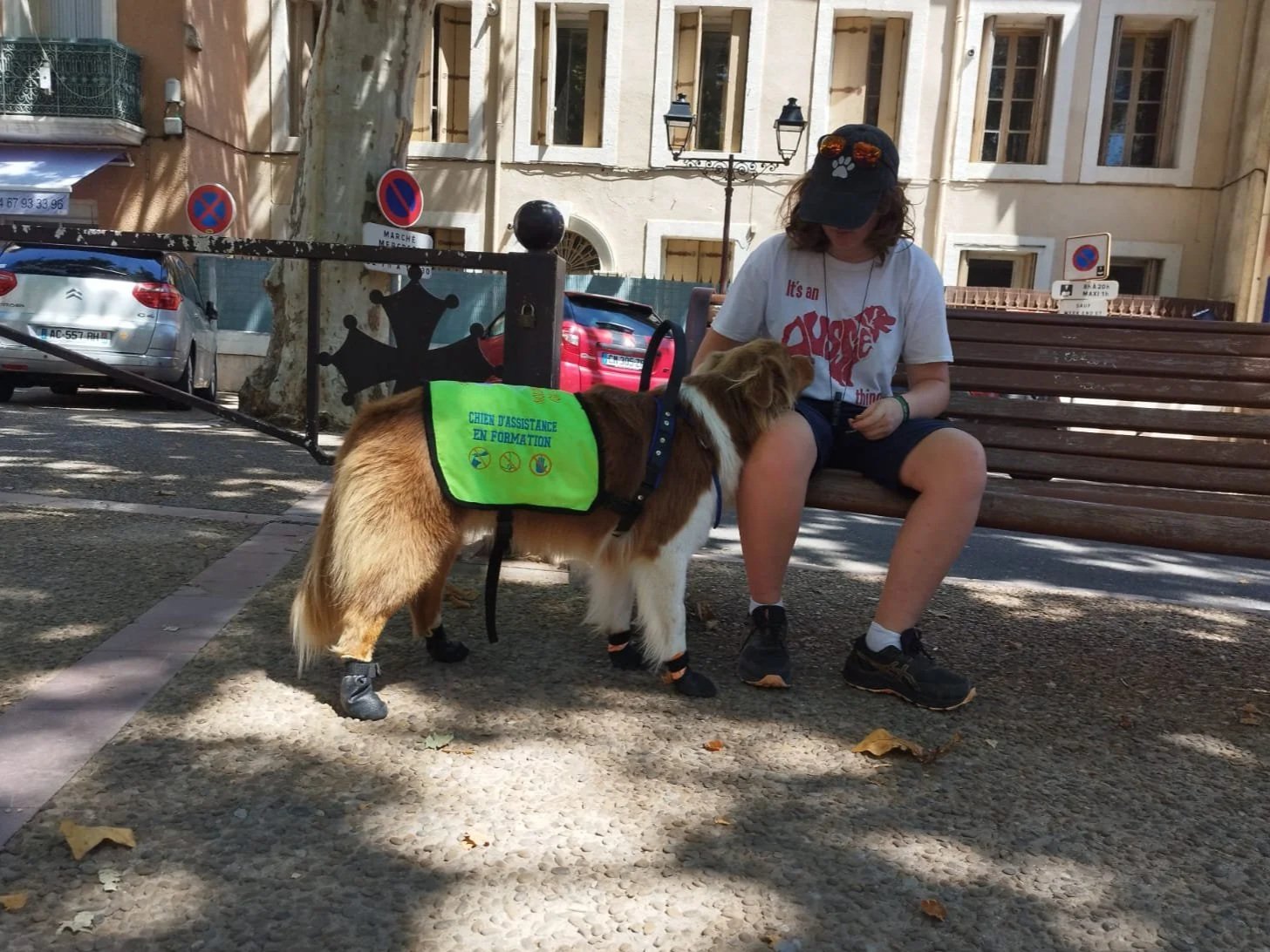 méthodes positives chien d’assistance