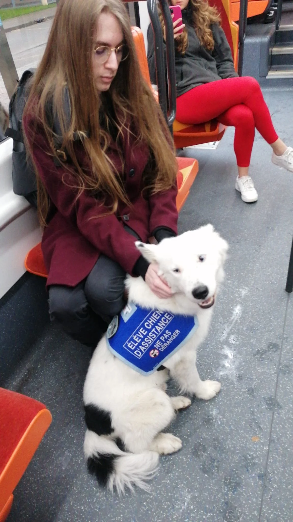 méthodes positives chien d’assistance