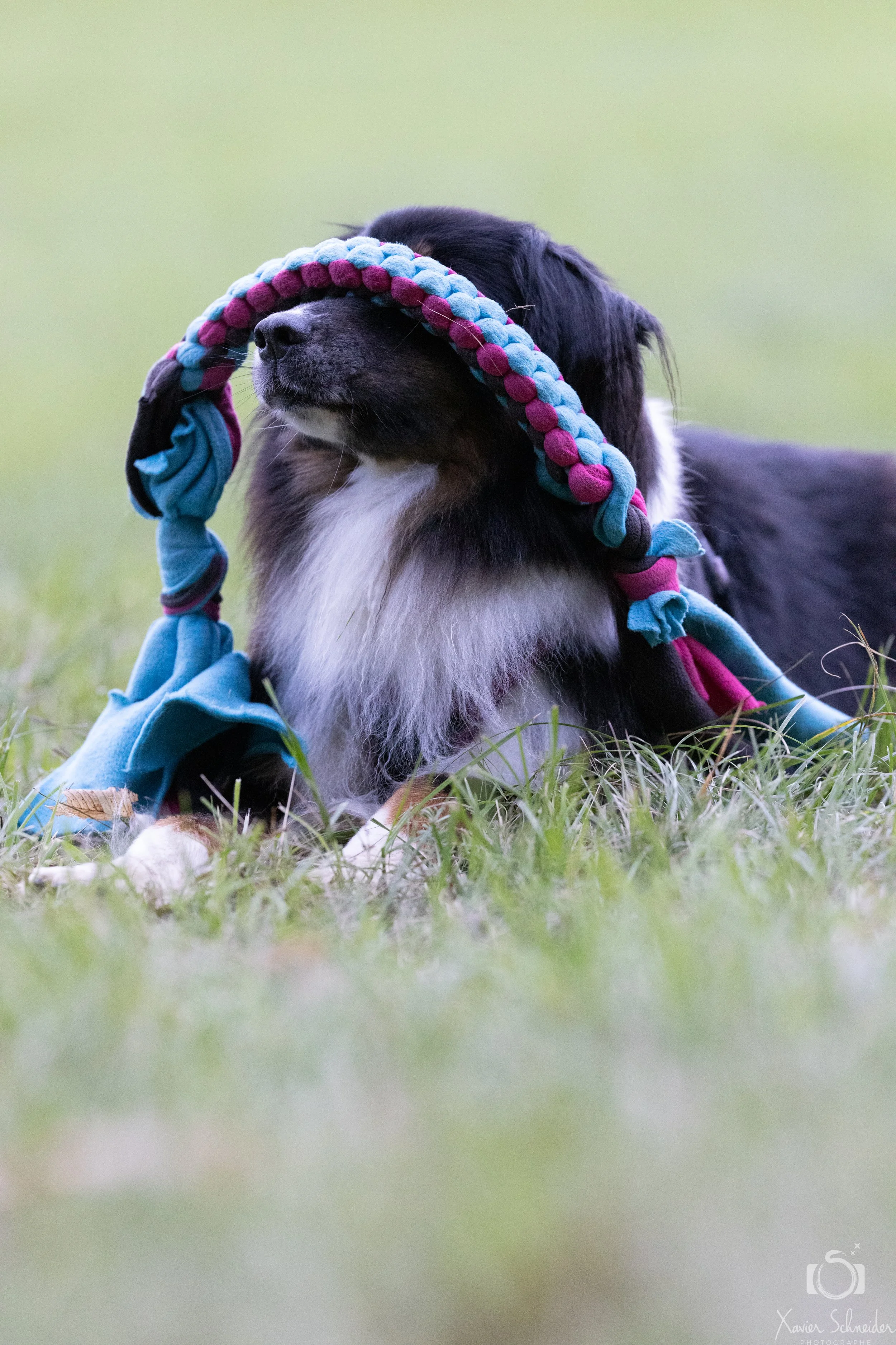 stimulation mentale chien