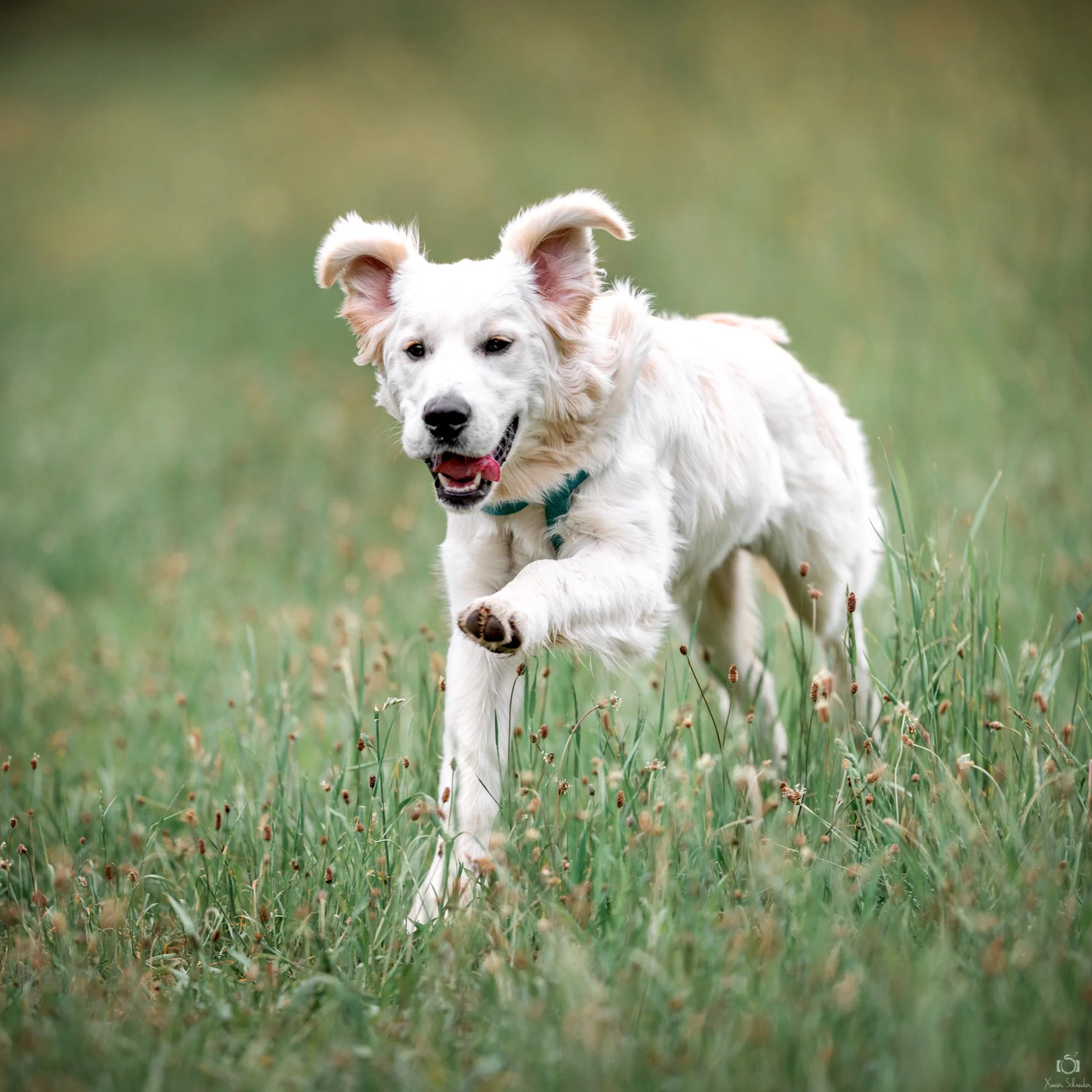 choisir chiot race adaptée