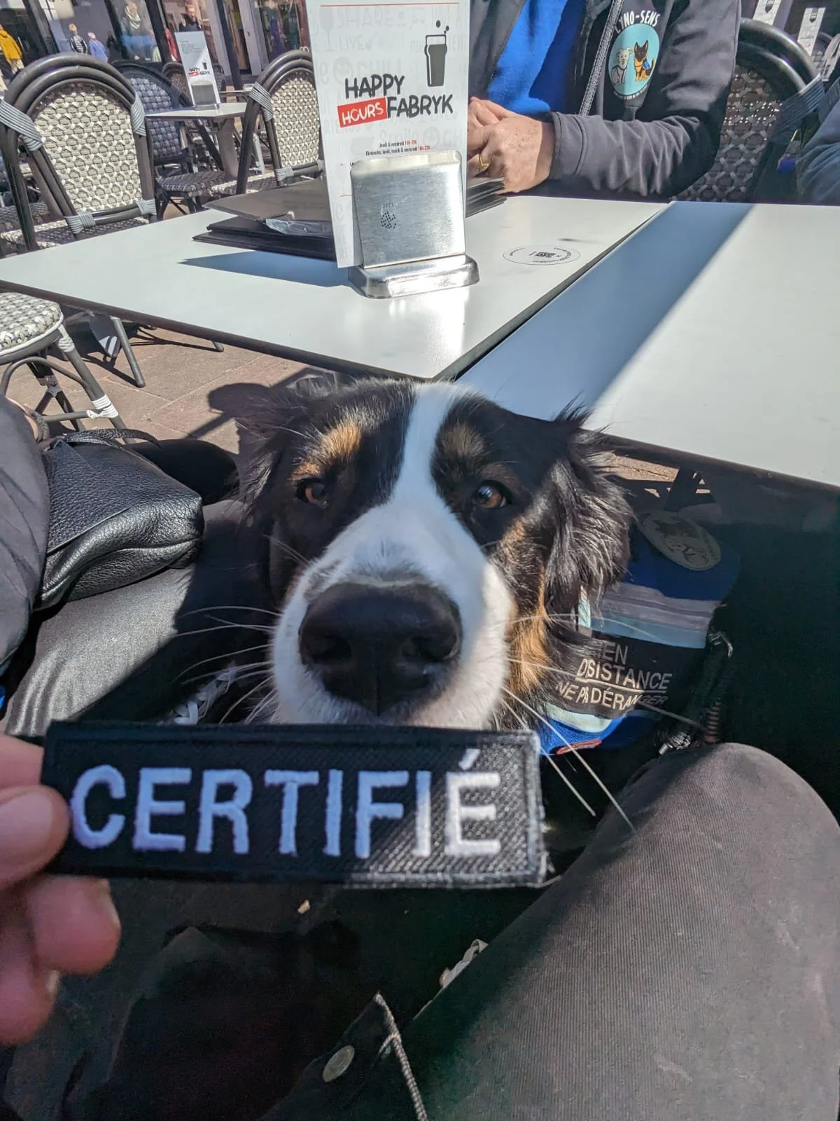 accompagnement duo humain chien