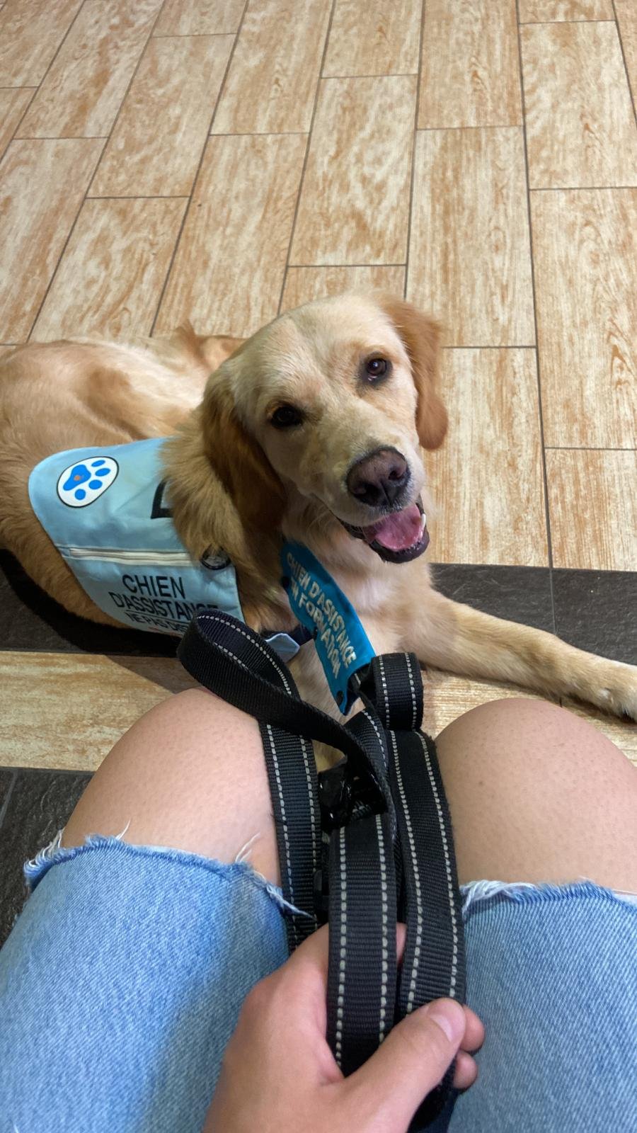 Chien médiation animale Grenoble