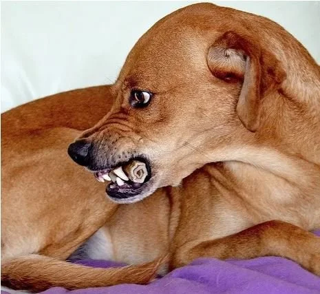 chien qui défend sa gamelle