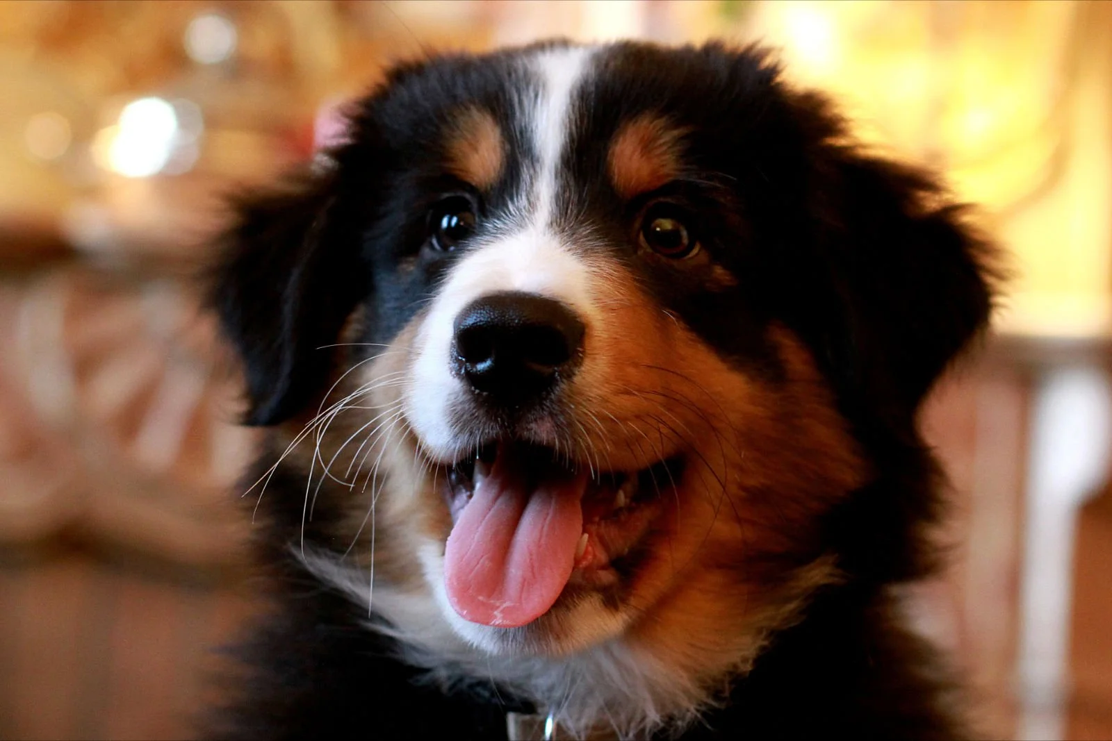 Comment choisir son chiot