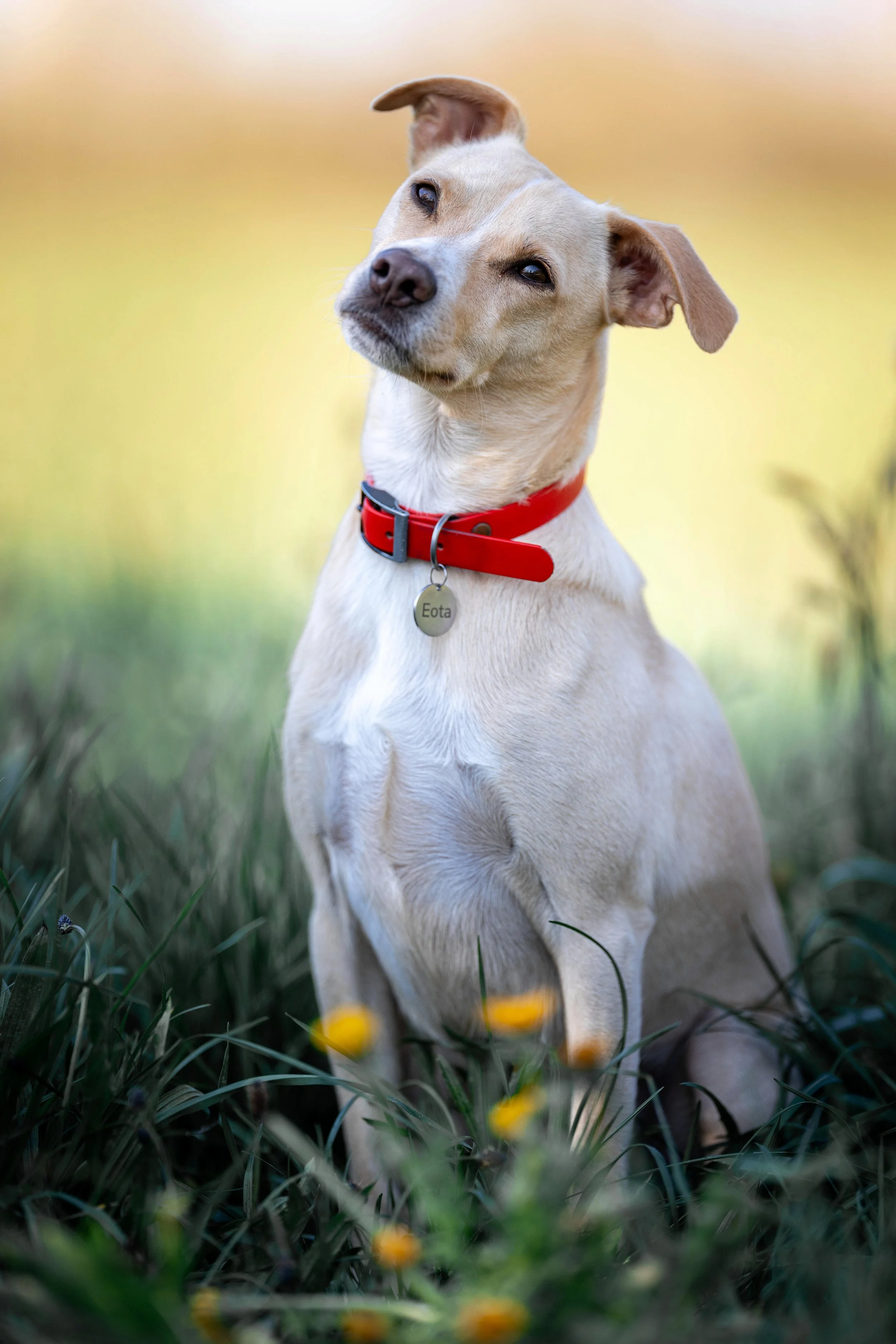 accueillir un chien adulte