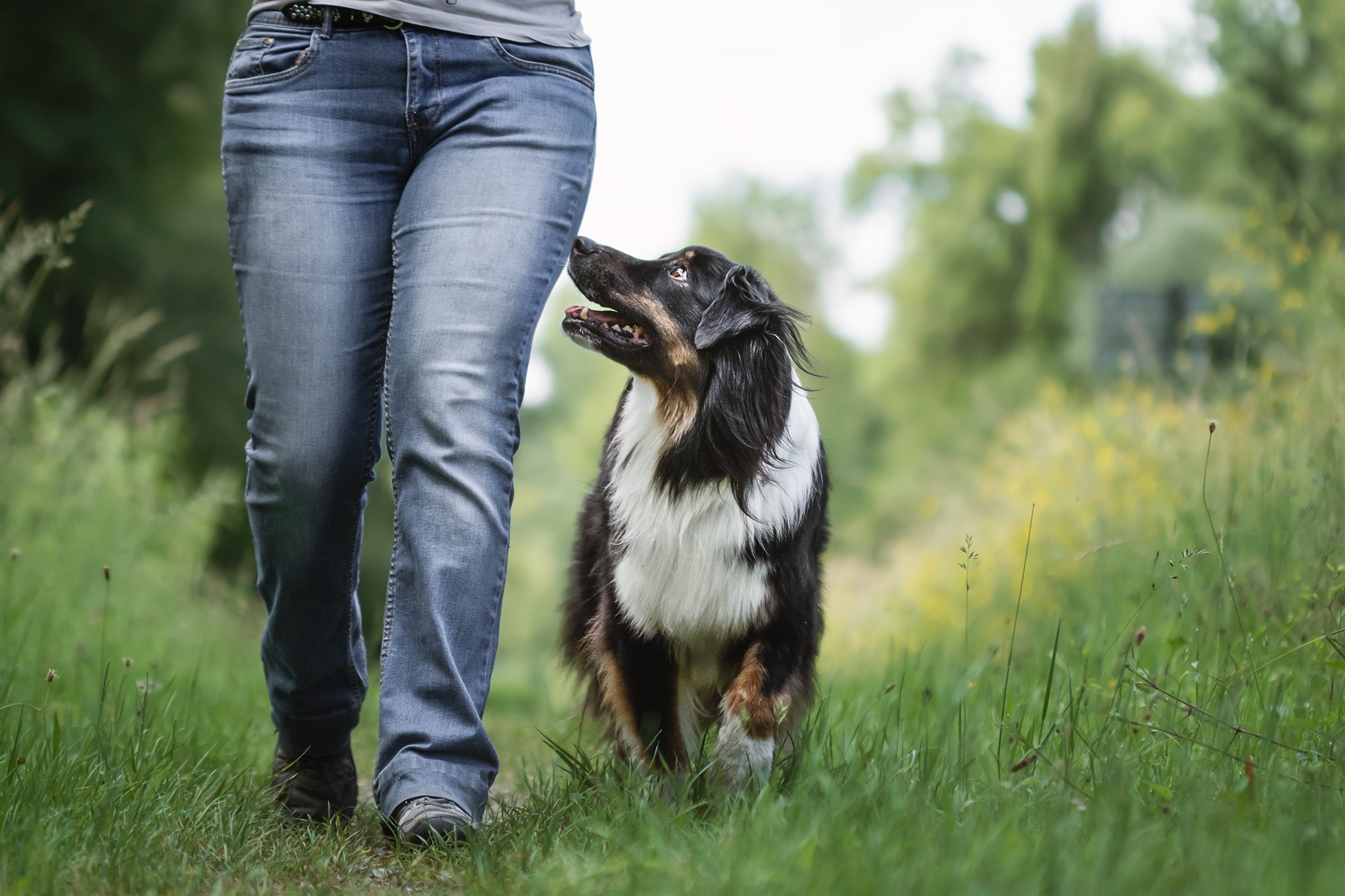 chien qui tire en laisse Meylan