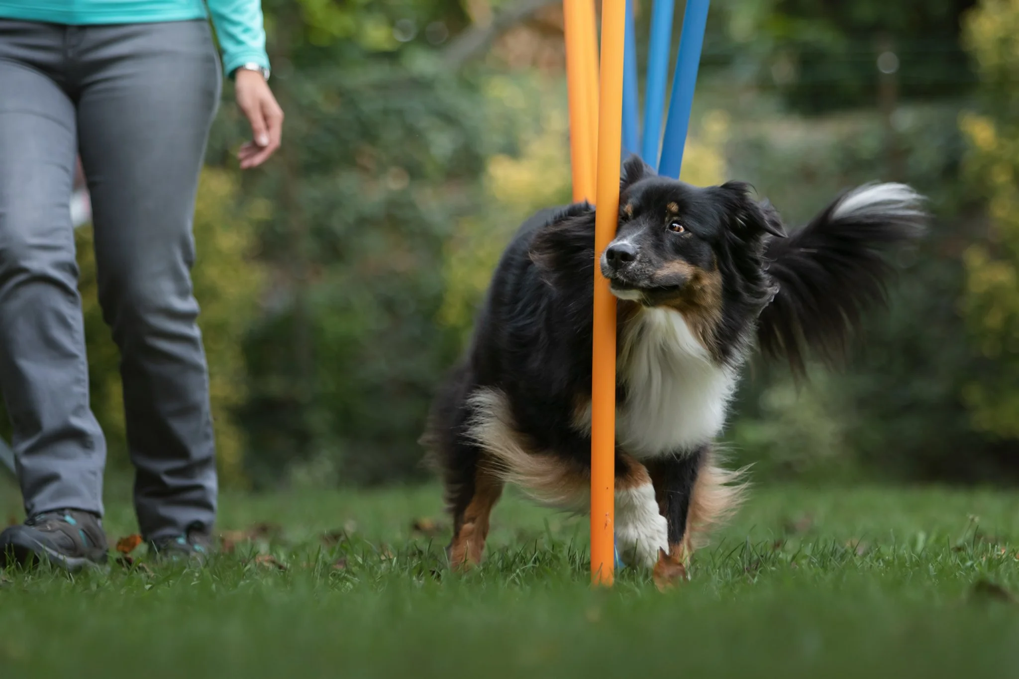 Sport canin agility Grésivaudan