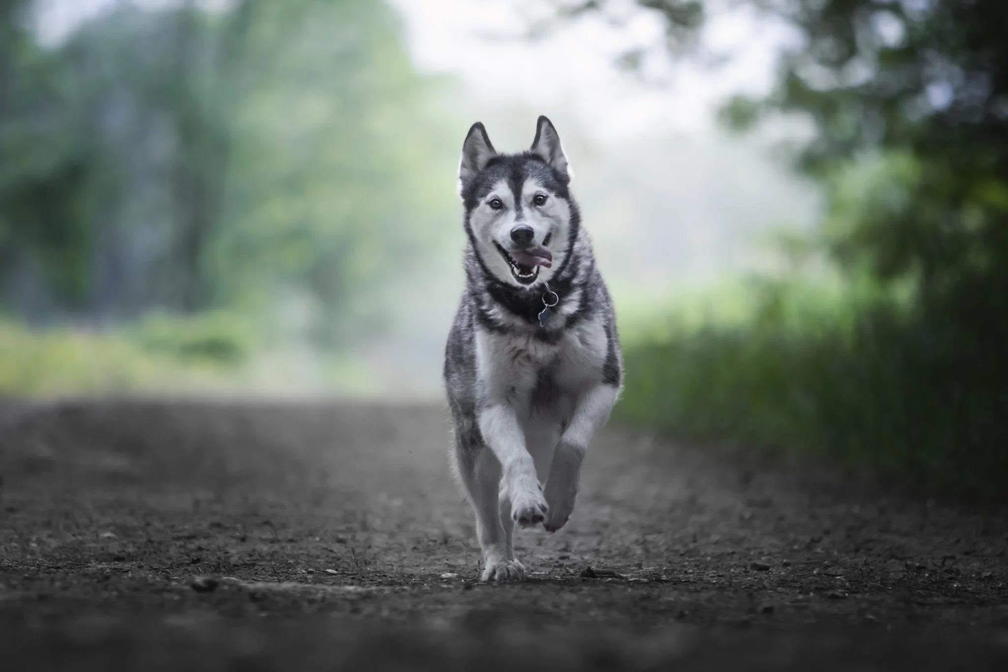 éducation canine Grenoble