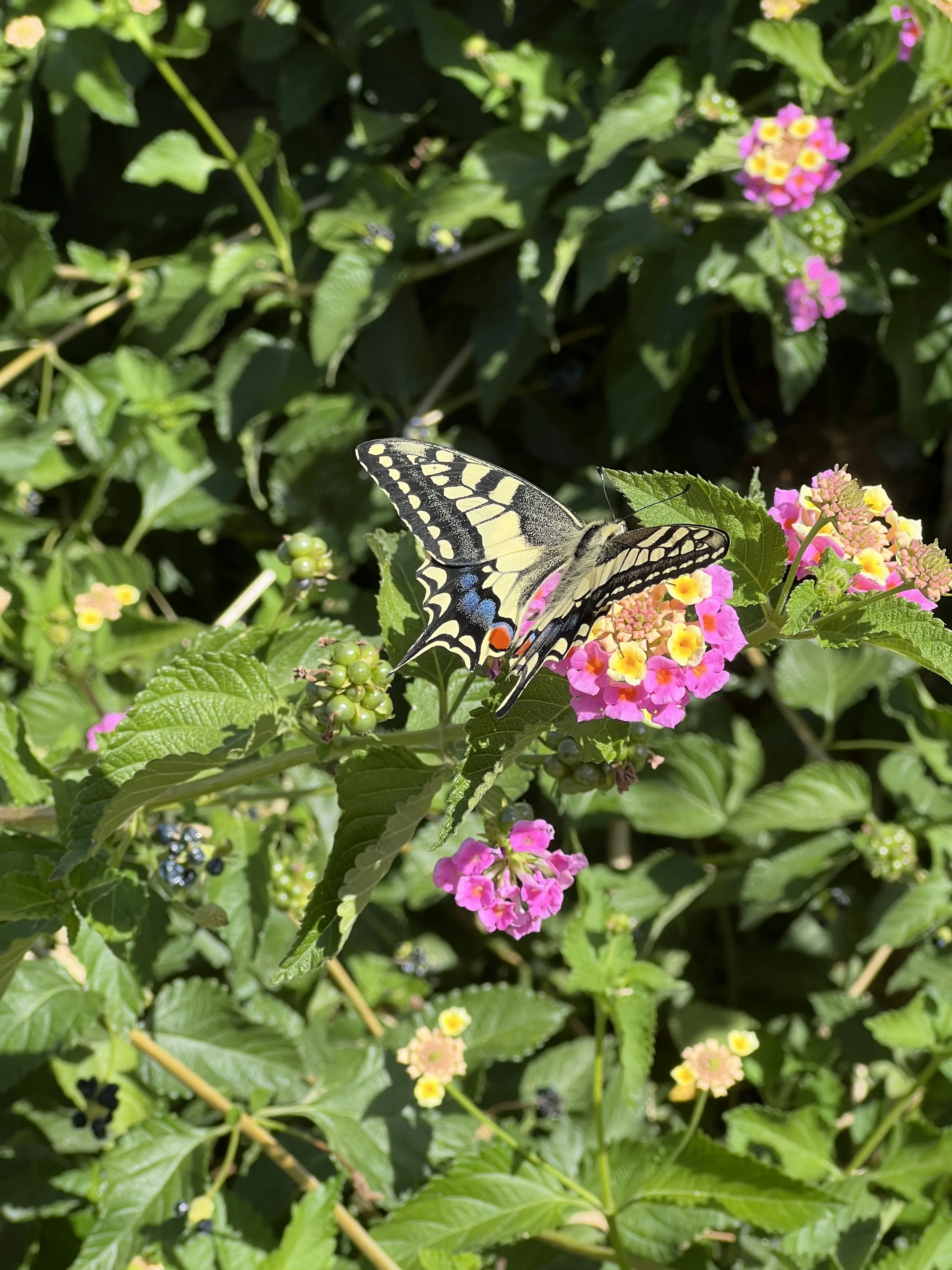 Schwalbenschwanz Schmetterling auf Blumen, Garten, Viktoria Georgina, Viktoria Garten, hit the garden, garten und Balkon Beratungen
