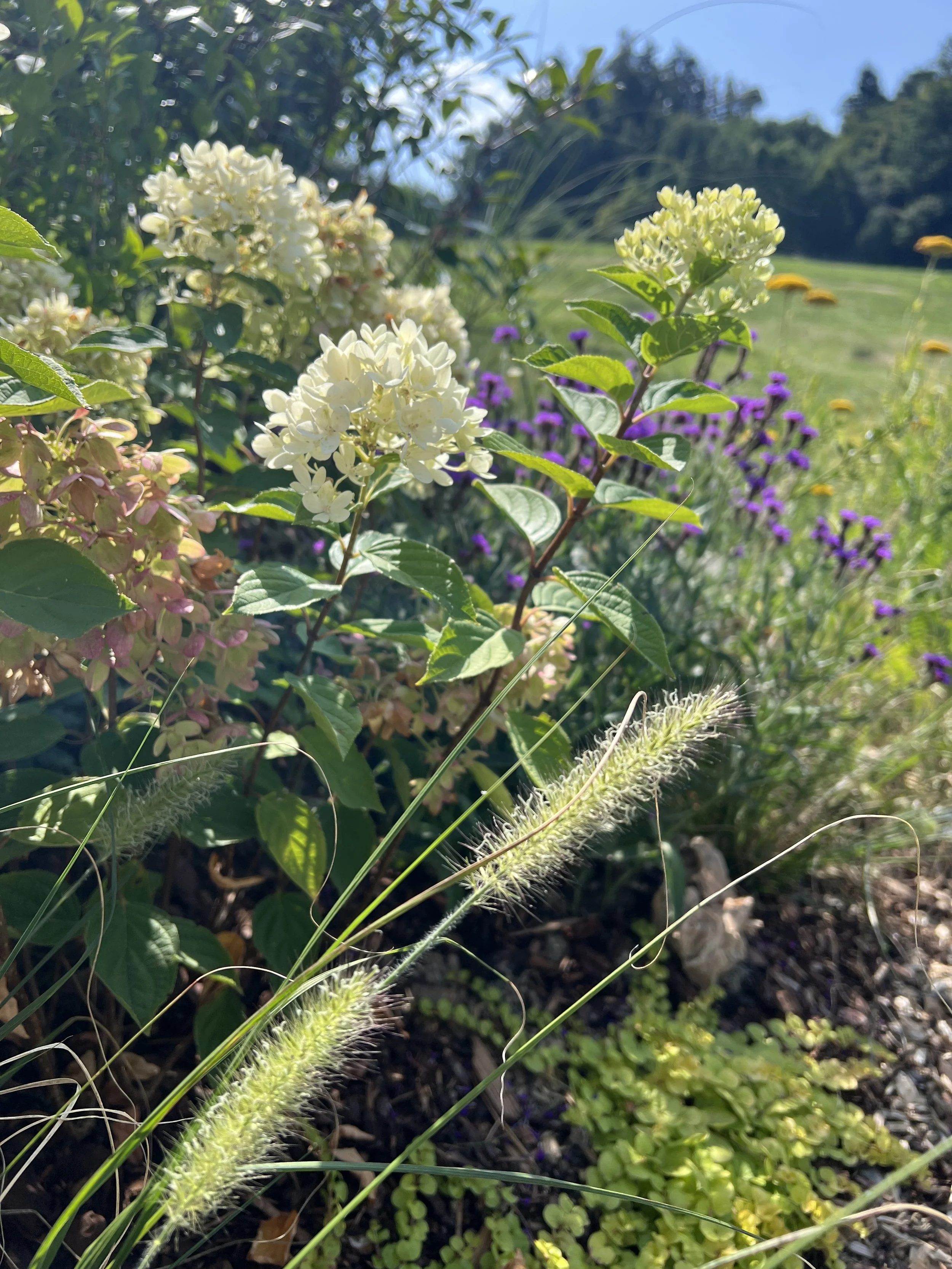 Garten im Sommer, Hortensien, Verbena, Gräser, Waldrand, Viktoria Garten, Hit the garden, Gartenberatung, Gartenplanung, Schweizer Gärten, grüne Oase