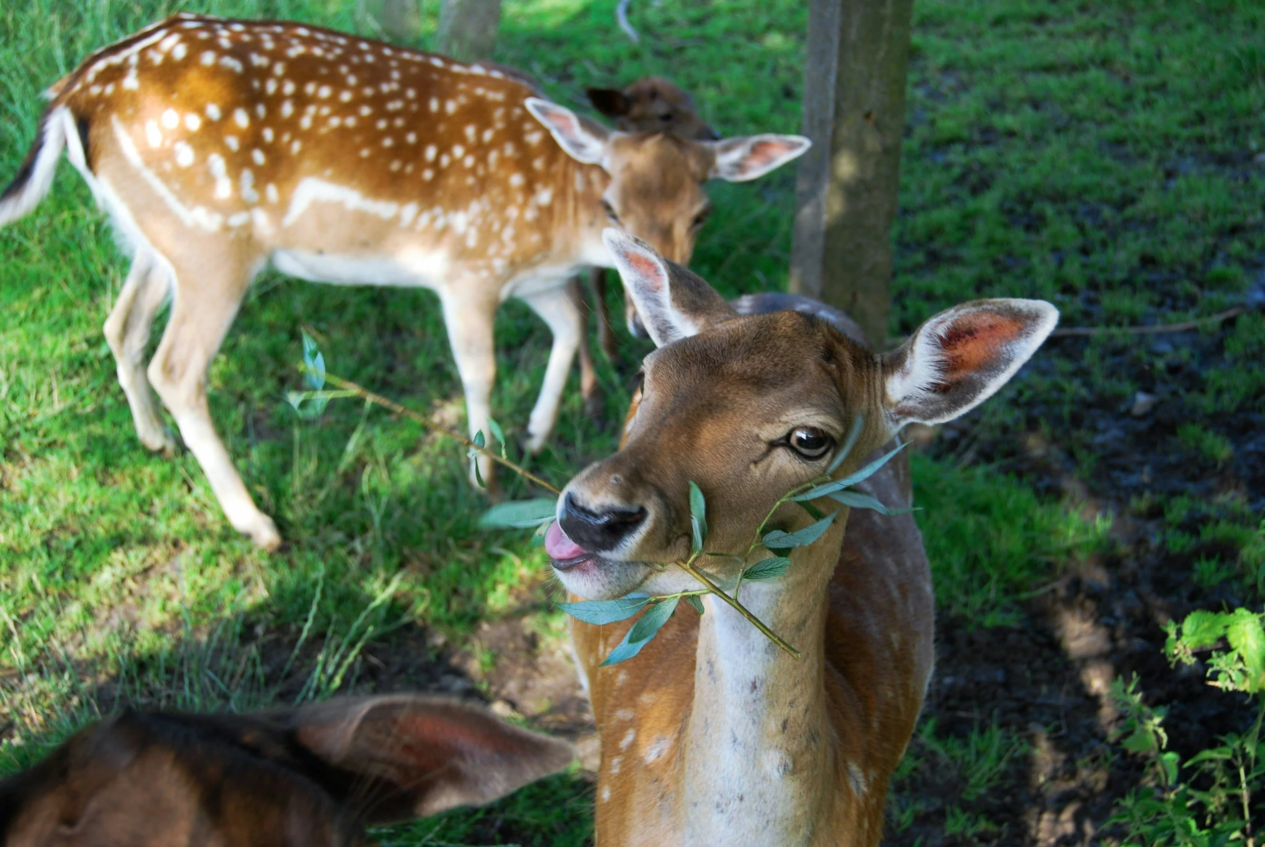 Deer eating young tree branches