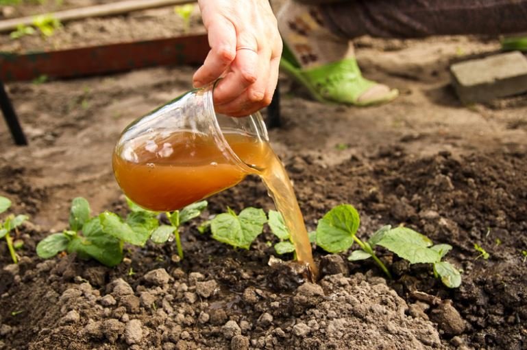 compost tea liquid fertilizer from food scraps or yard waste soaking in water