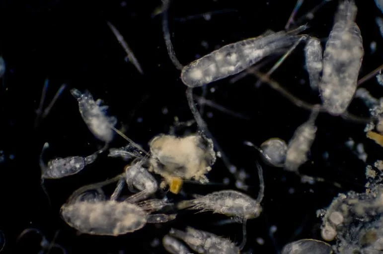 zooplankton
