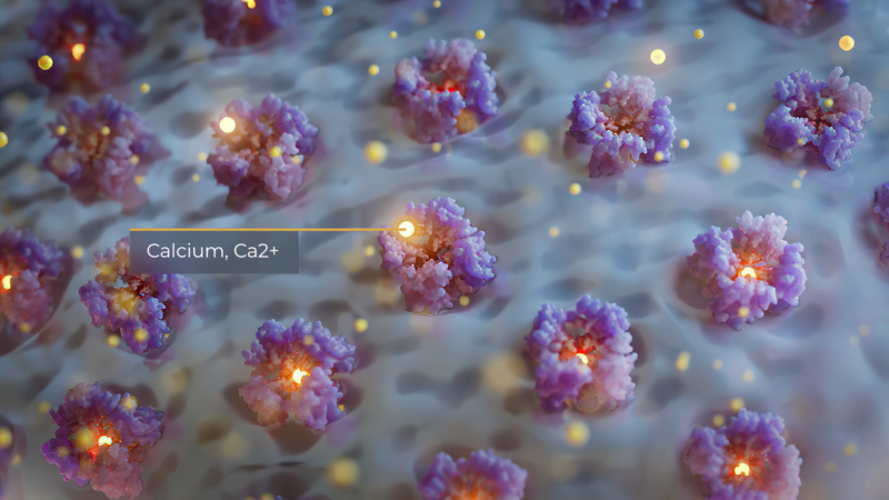 A digital illustration showing calcium and calcium ions (Ca2+) interacting with biological molecules, represented with glowing purple and yellow structures, in a cellular environment.
