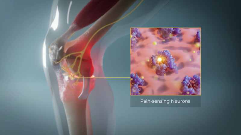 Illustration of a knee joint with an inset showing pain-sensing neurons at a cellular level.