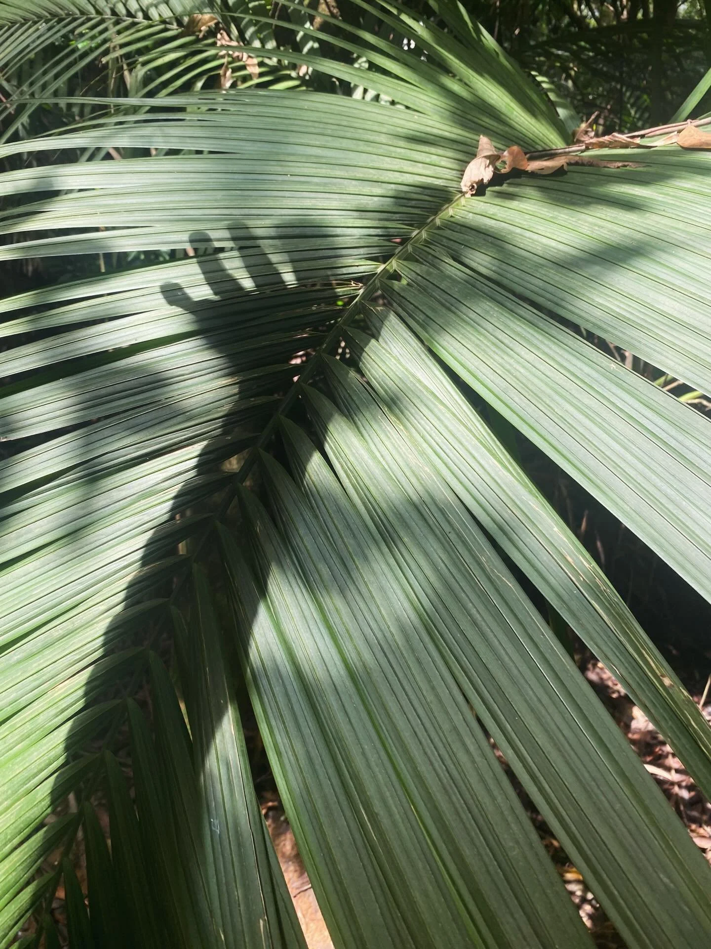 Day 2 of of our #GemelliNostalgia series to beat the January blues and this time we&rsquo;re shedding the spotlight on #Brazil, which Antonia fell in love with when she first visited her family there: 

&lsquo;It&rsquo;s not easy to summarise Brazil 