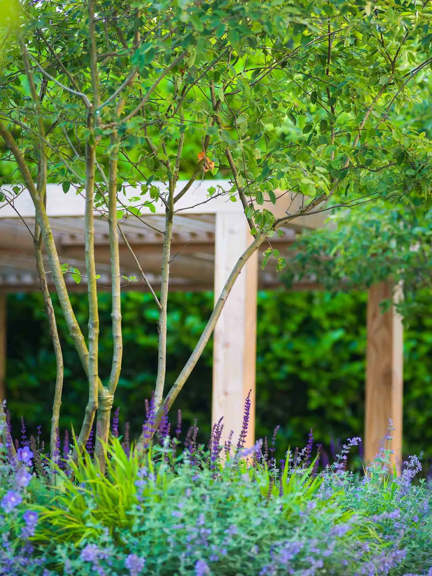 Purple salvia and lavender flowers blooming beneath the delicate branches of a multi-stem tree and timber pergola