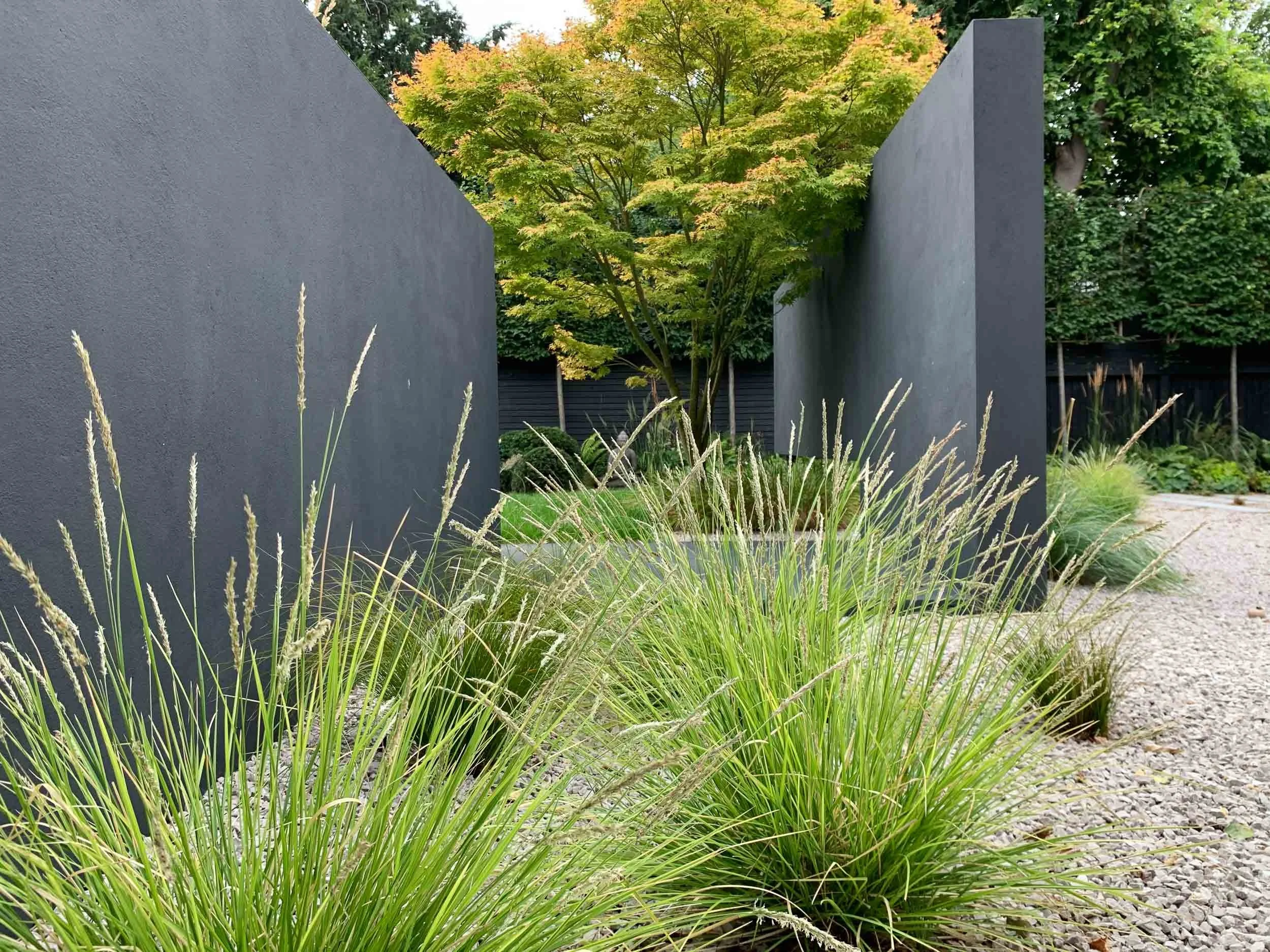 Modern garden with dark gray walls, green ornamental grasses, and trees with green and yellow leaves.