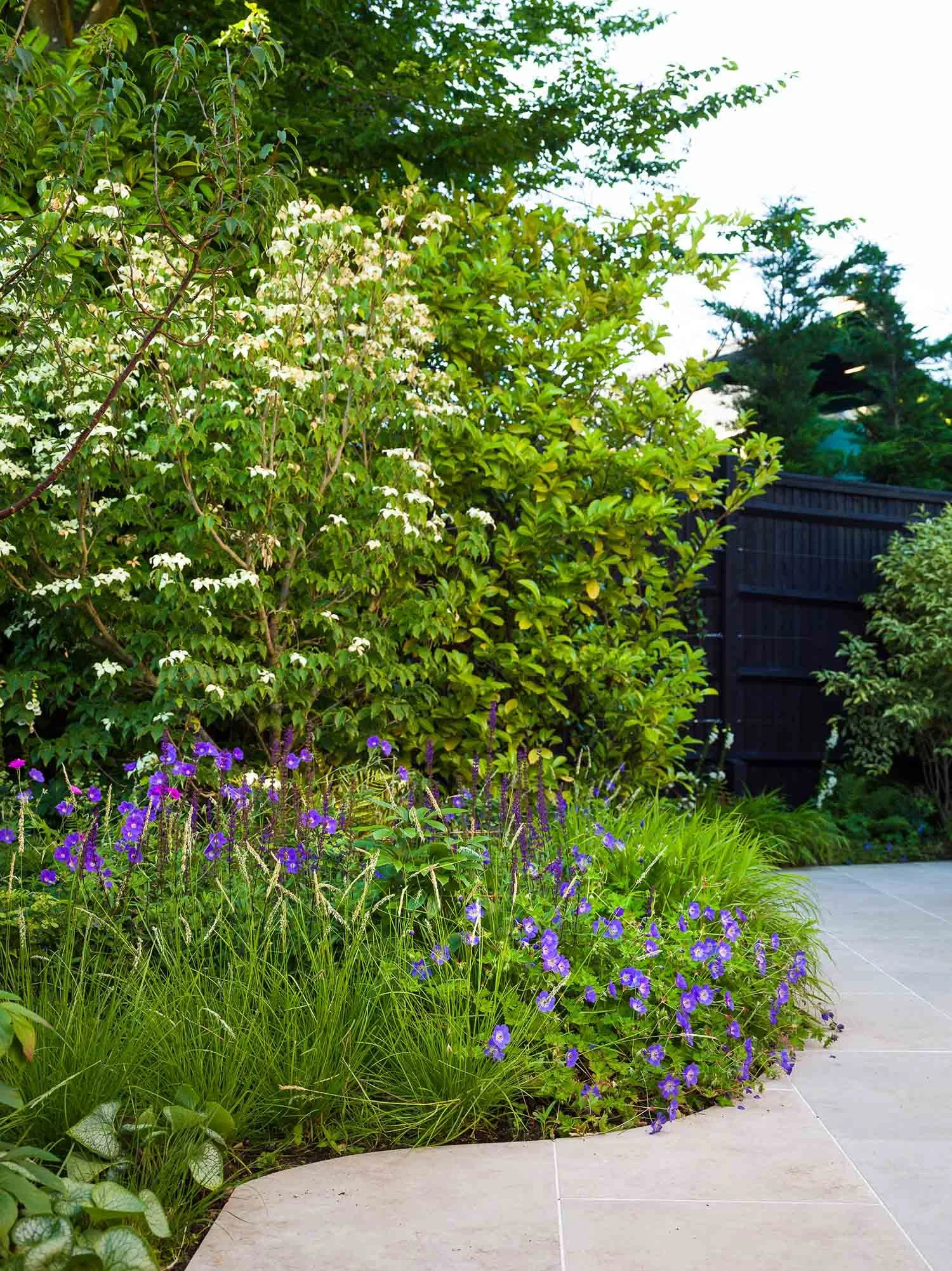 Purple geraniums and white dogwood blossoms in a lush garden border with a stone patio and black timber fence