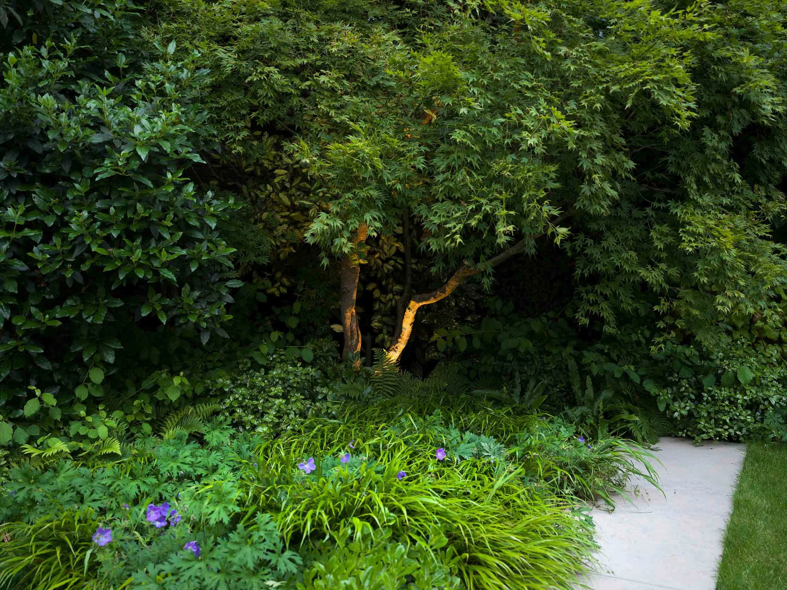 Ground level view of a lit tree trunk surrounded by lush green hostas and purple flowers in a shaded garden border