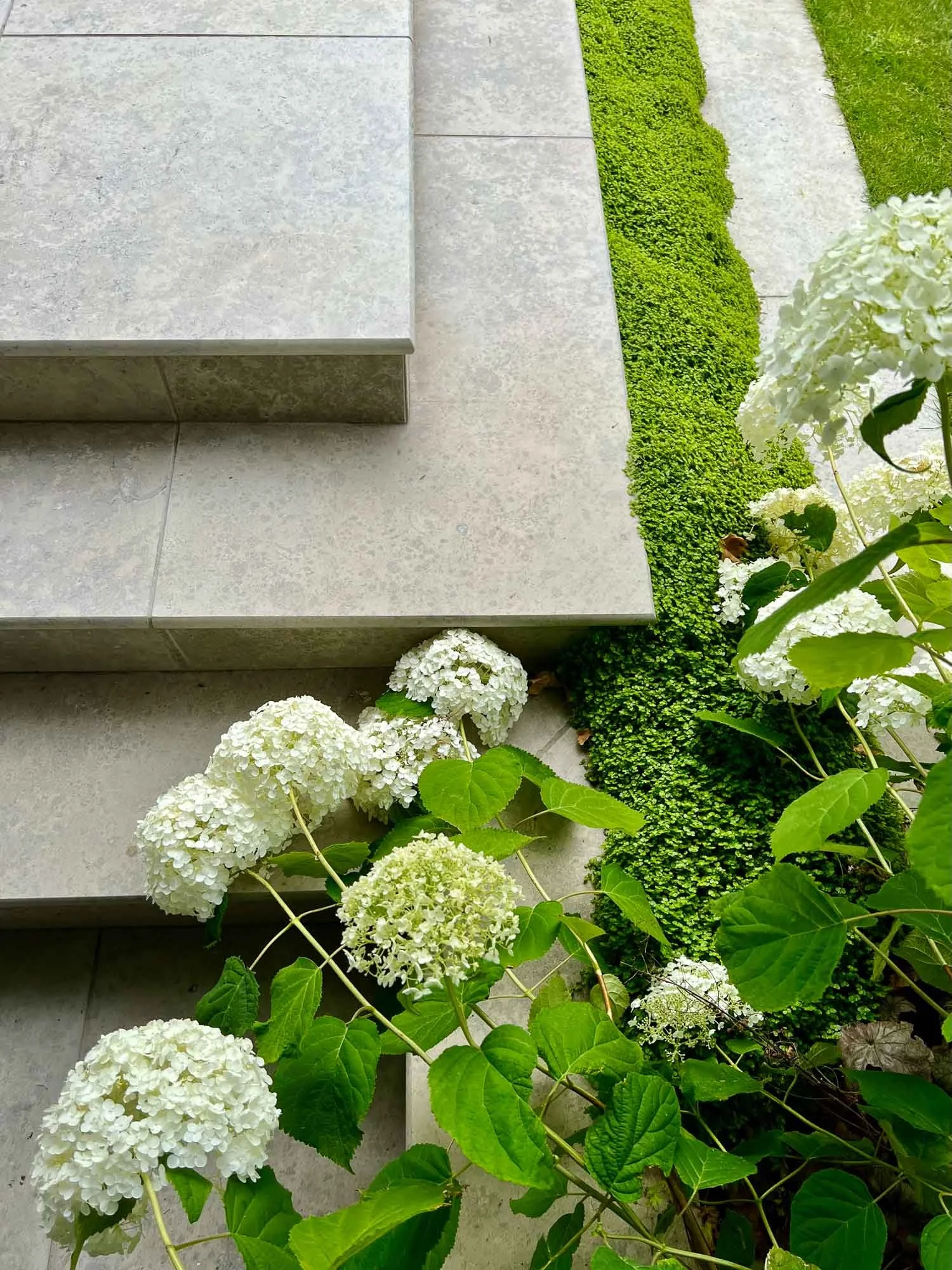 White hydrangea flowers growing beside a stone stairway and a neatly trimmed green ground cover.