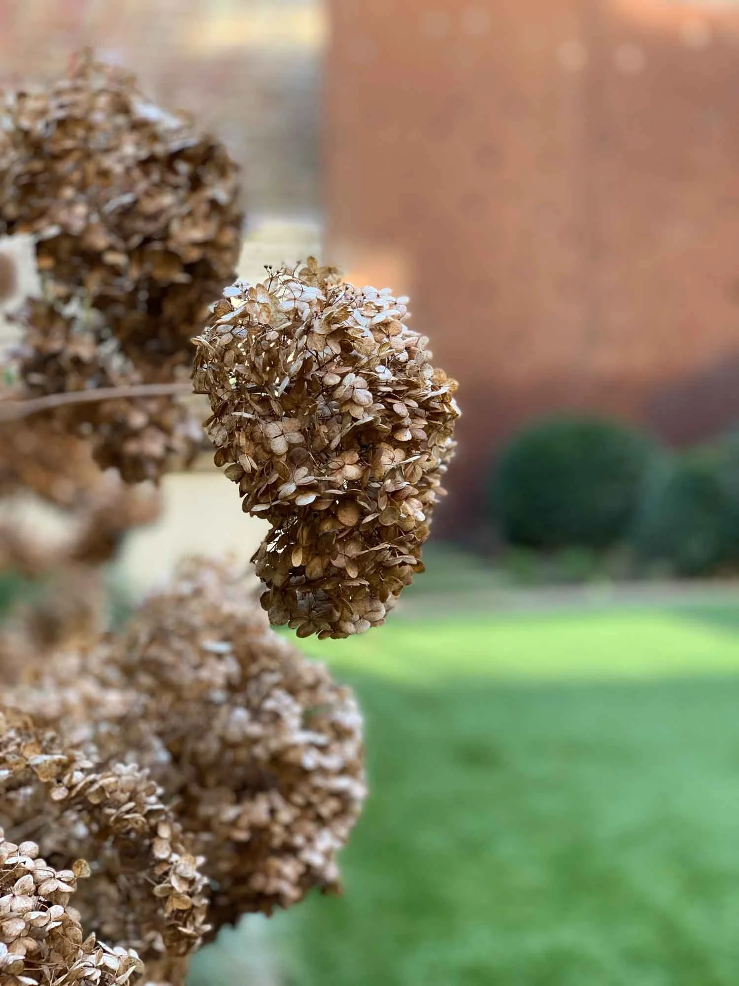 Close-up of dried hydrangea flower clusters outside with blurred background.