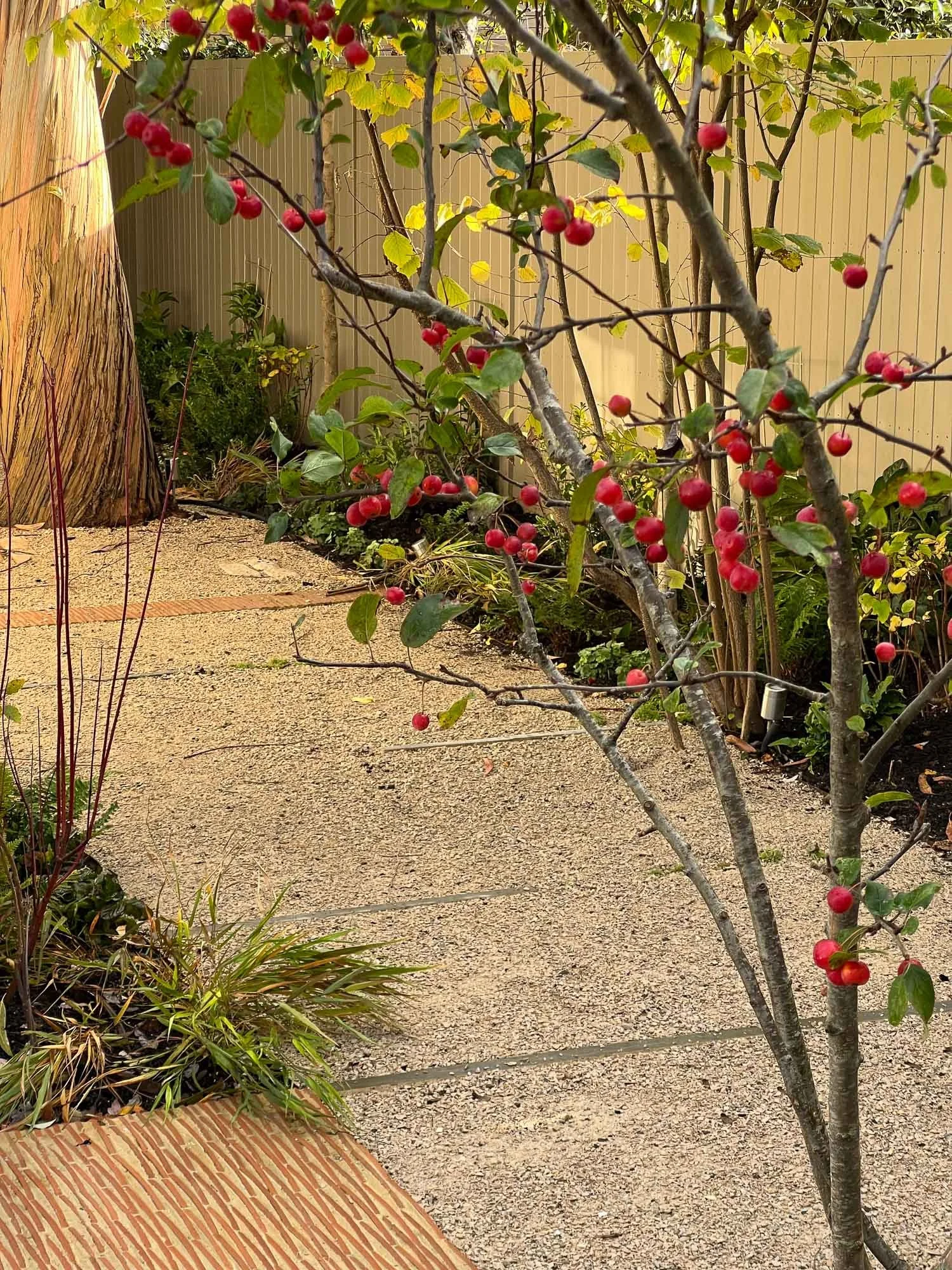 A backyard garden with a small tree bearing red berries, surrounded by various plants, a wooden fence, and a paved pathway.
