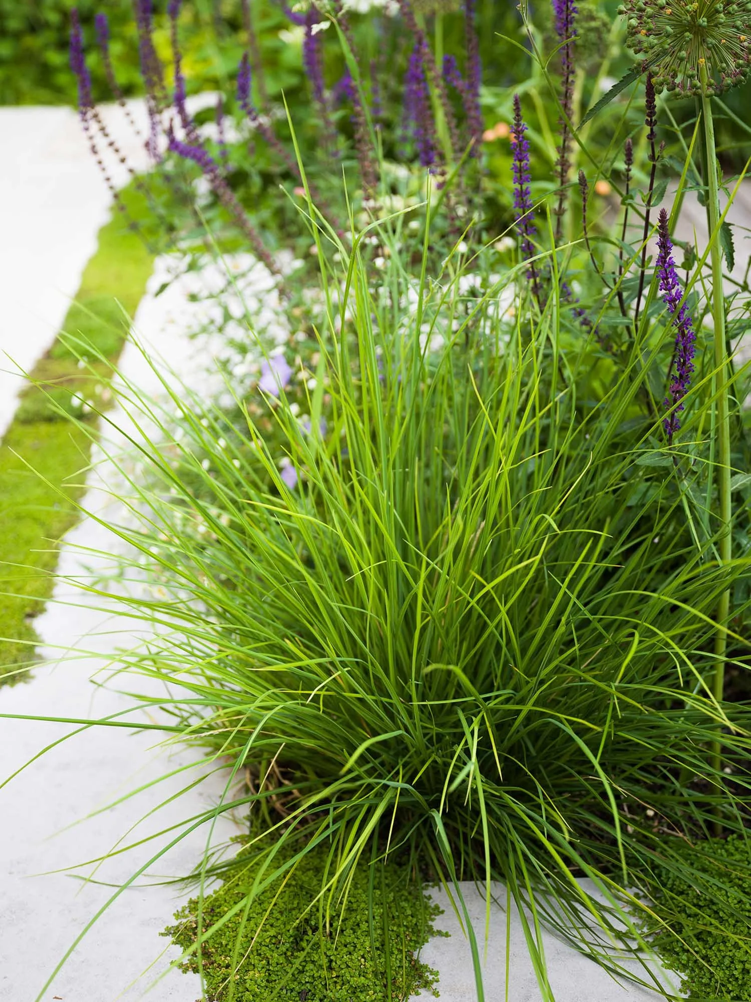 Close-up of a large clump of bright, fine-bladed green ornamental grass set into the white paved area of the garden